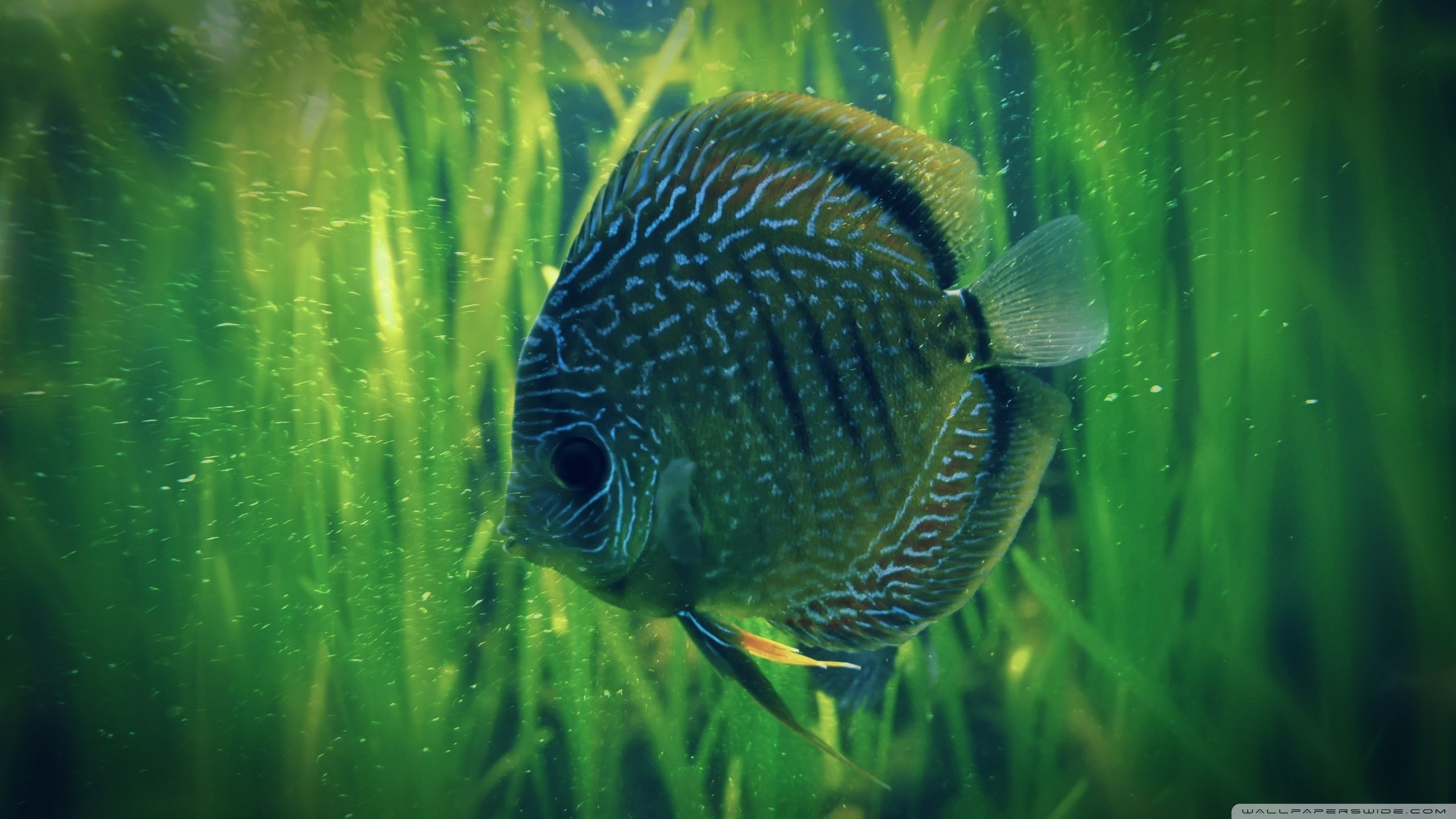 2560x1440 Vibrant Fish in Lush Aquatic HD Wallpaperx1440