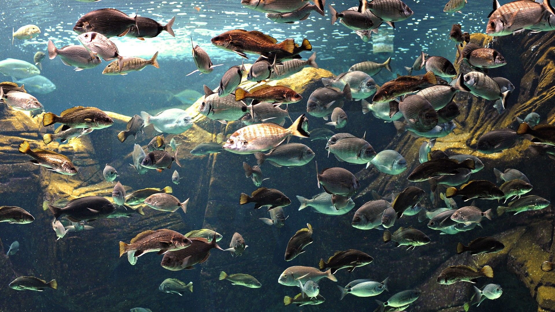 1920x1080 animals, Fish Wallpaper HD / Desktop and Mobile Background