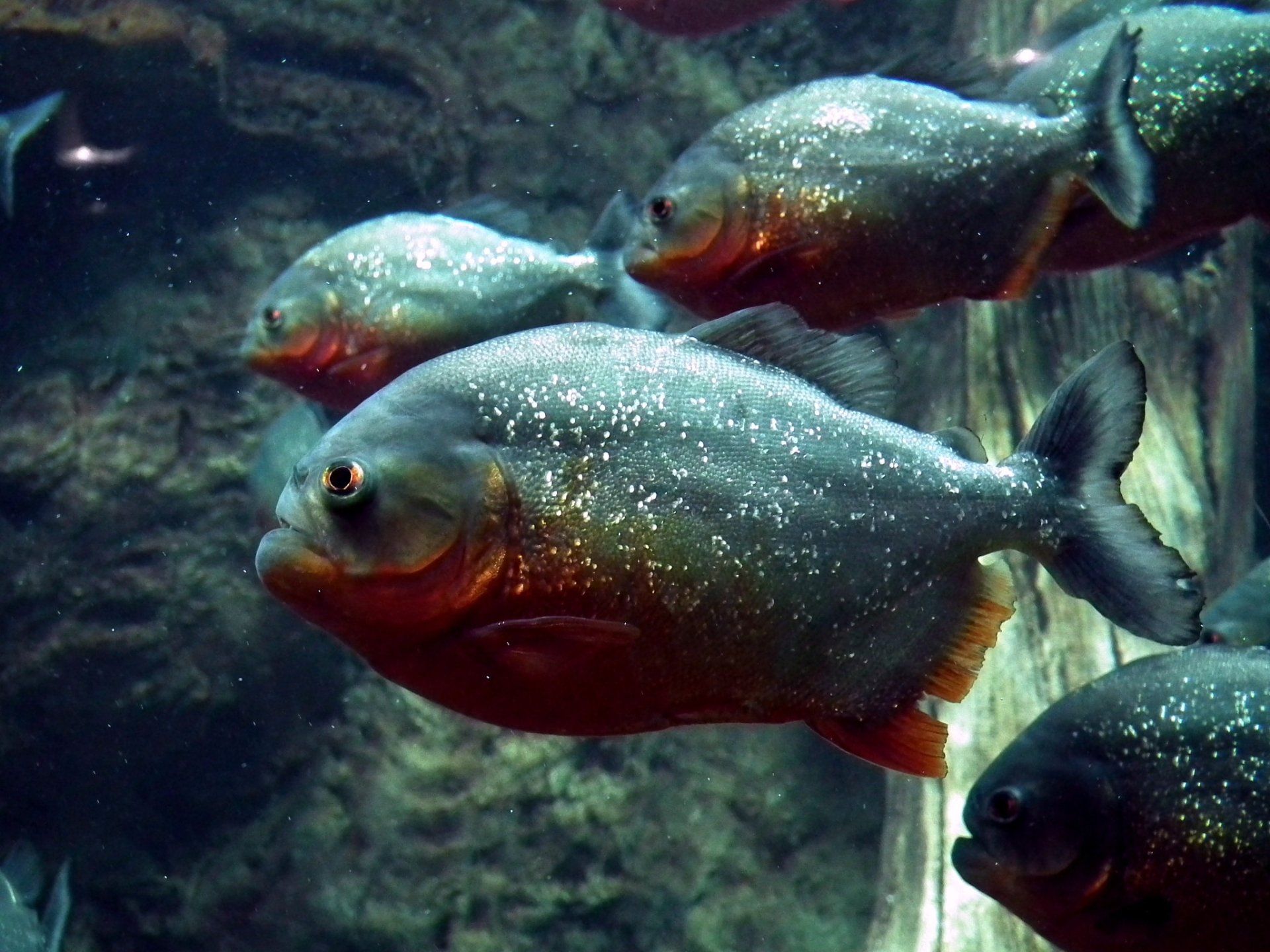 1920x1440 Silver Piranhas