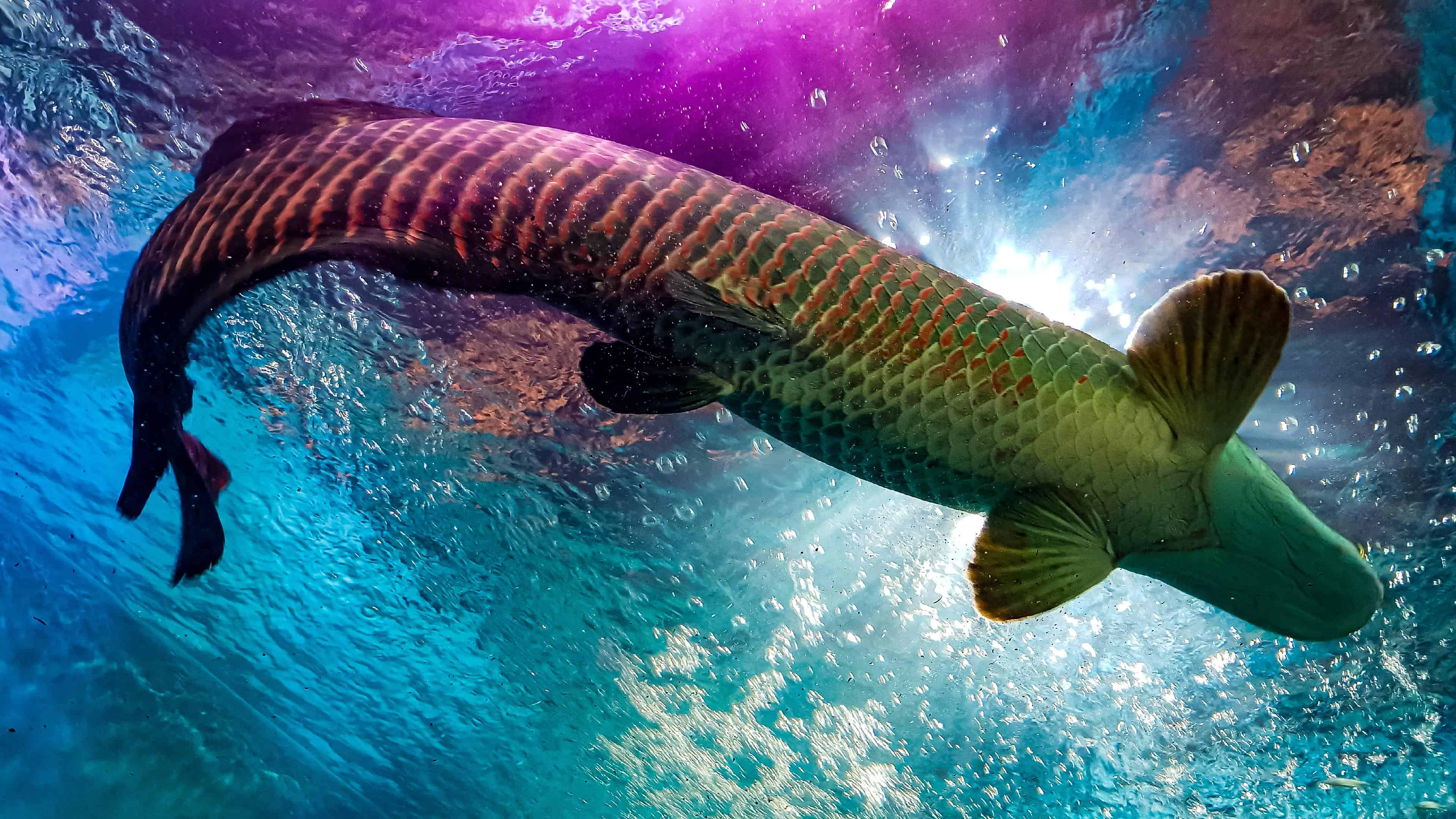 3840x2160 4K Fish Wallpaper Computer