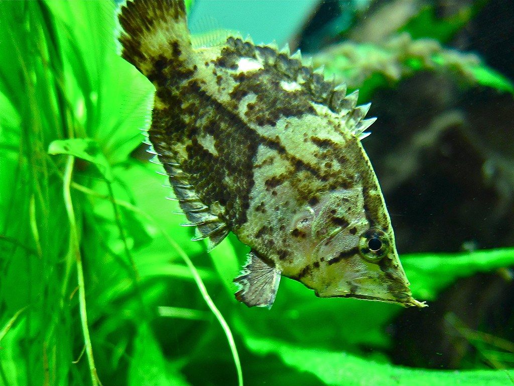 1024x768 Amazon Leaf Fish*. Monocirrhus polyacanthus (Nandidae) Leaf