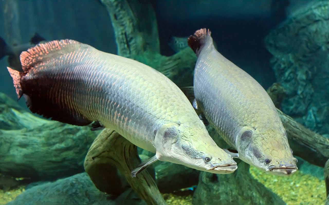 1280x800 Fish species in amazon are so tough to thwart piranha attack