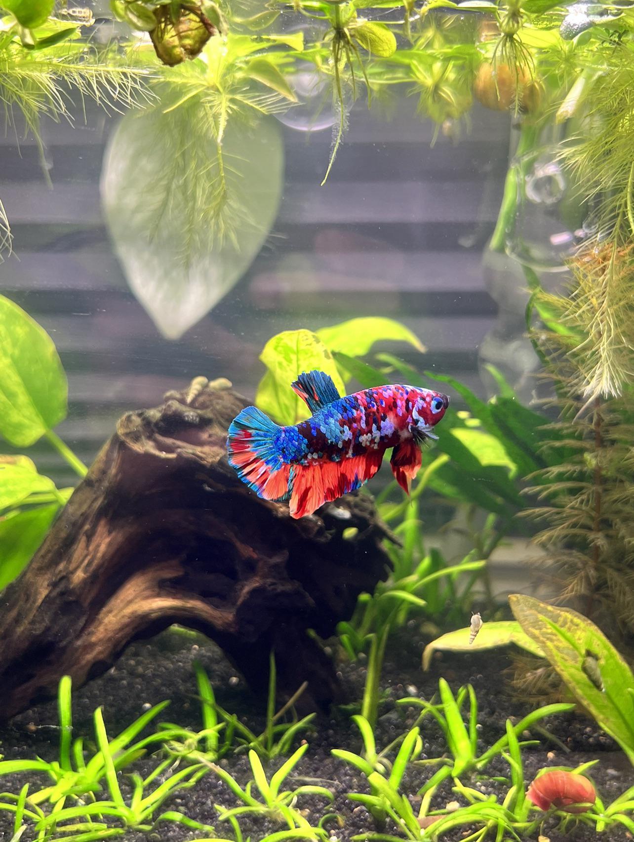 1284x1706 Fully Planted 5.5 Gallon W/ Quartz Sand Capped Soil And Marble Amazon Sword