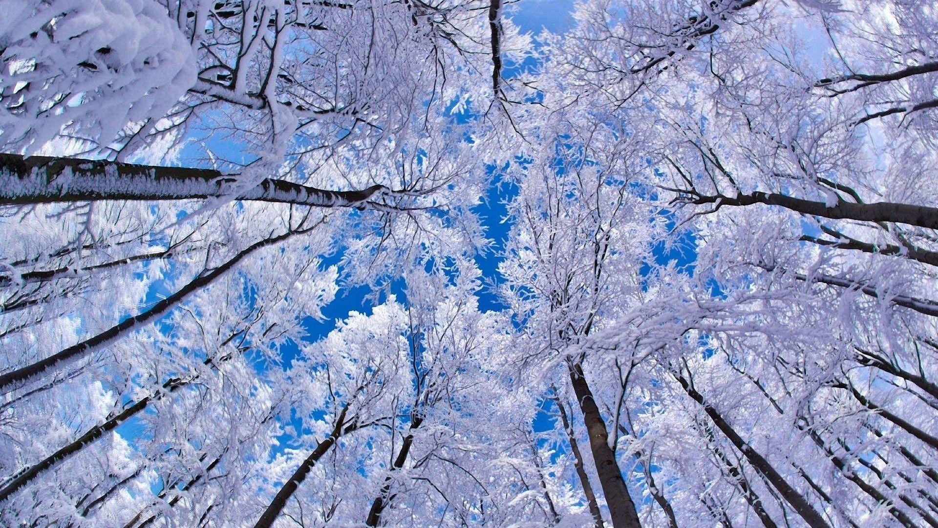 1920x1080 Free Winter Desktop Background