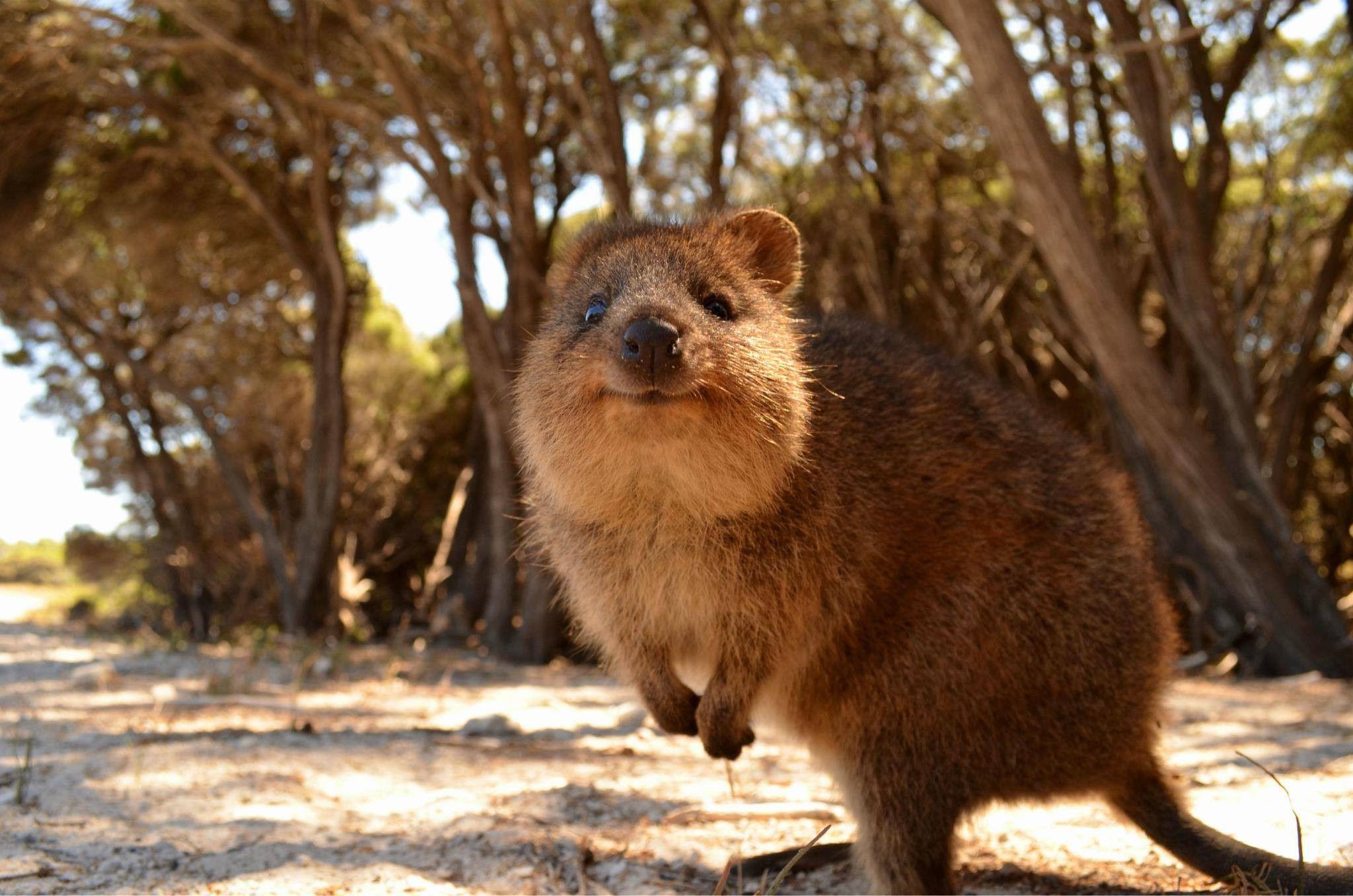 Quokka Wallpapers Top Free Quokka Backgrounds WallpaperAccess