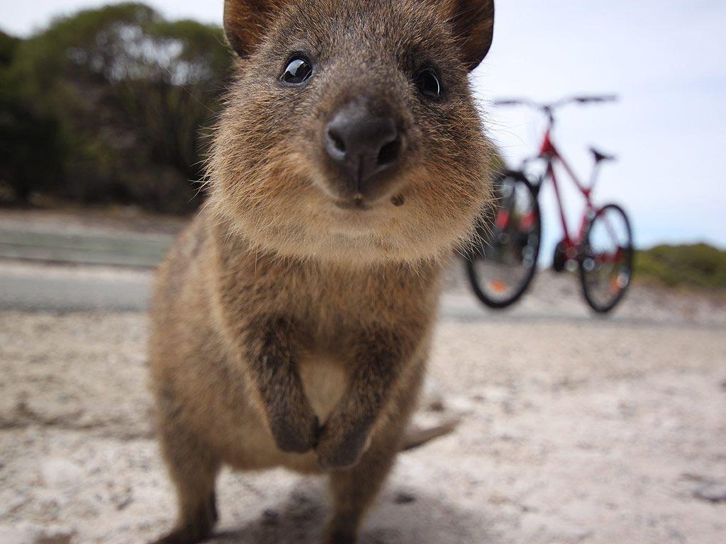 1024x768 Quokka Wallpaper