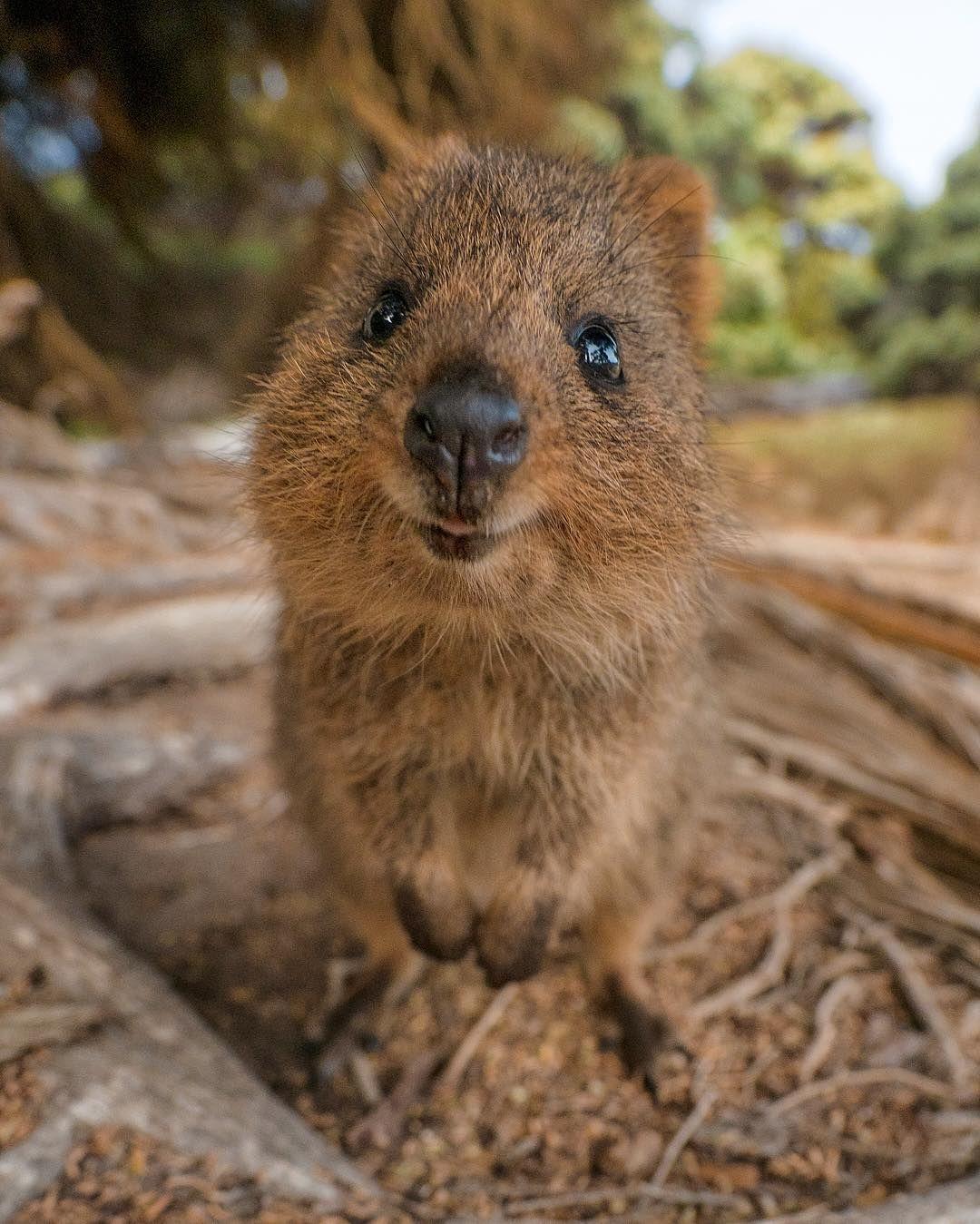 Quokka Wallpapers - Top Free Quokka Backgrounds - WallpaperAccess