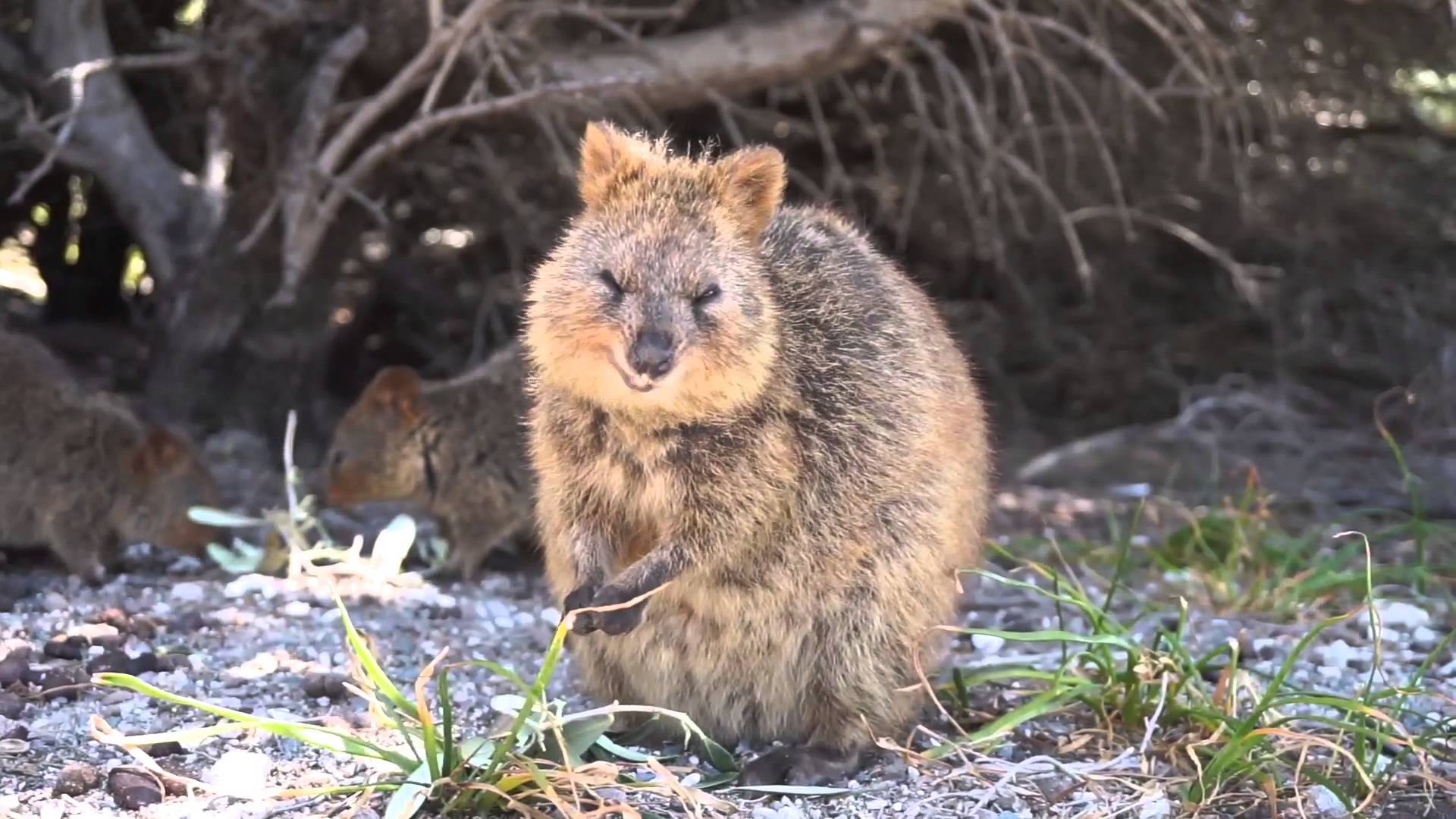 Quokka Wallpapers Top Free Quokka Backgrounds WallpaperAccess