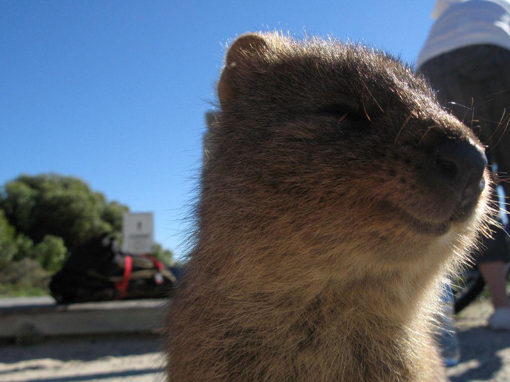 1024x768 Quokka Wallpaper