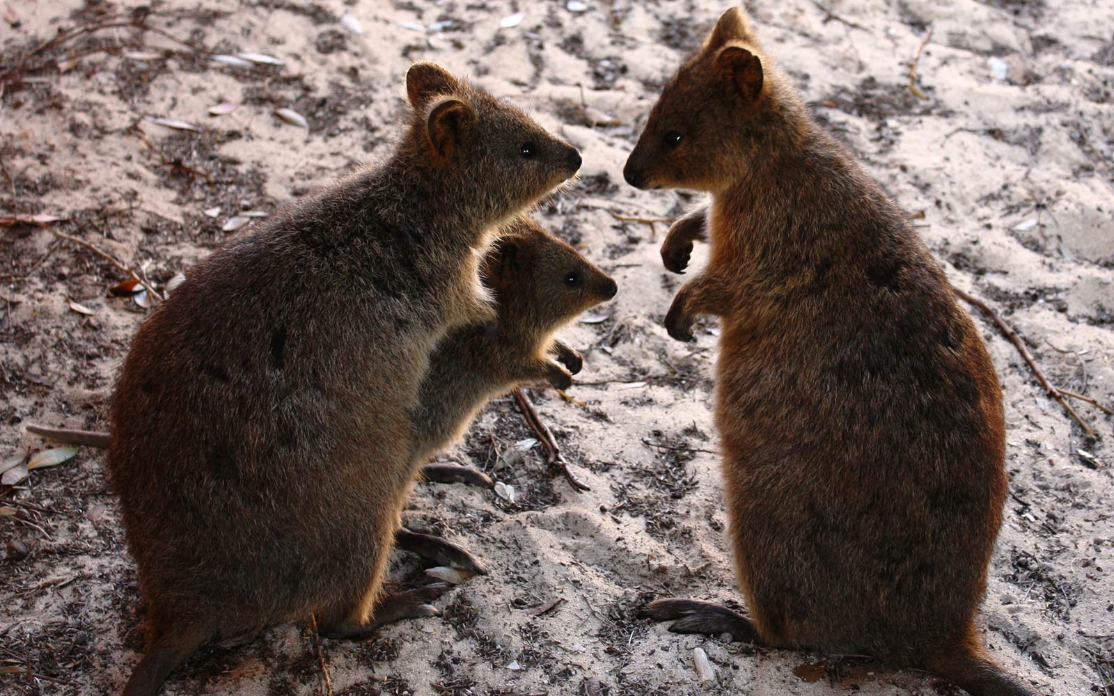 1600x1000 Free Quokka Wallpaper download