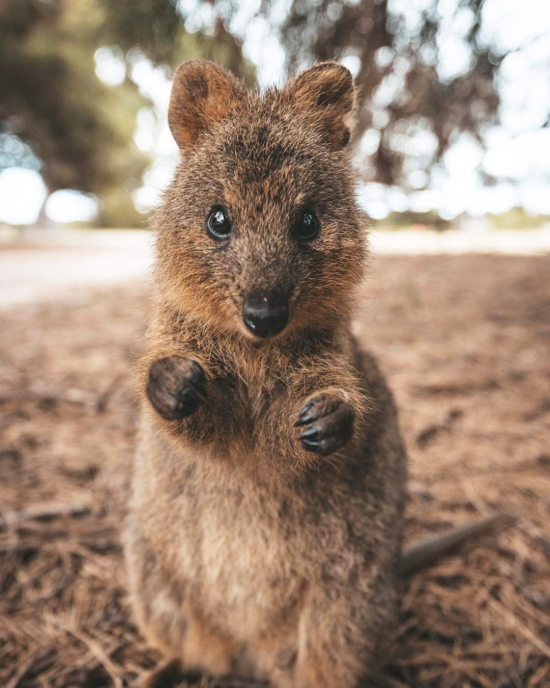 Quokka Wallpapers - Top Free Quokka Backgrounds - WallpaperAccess