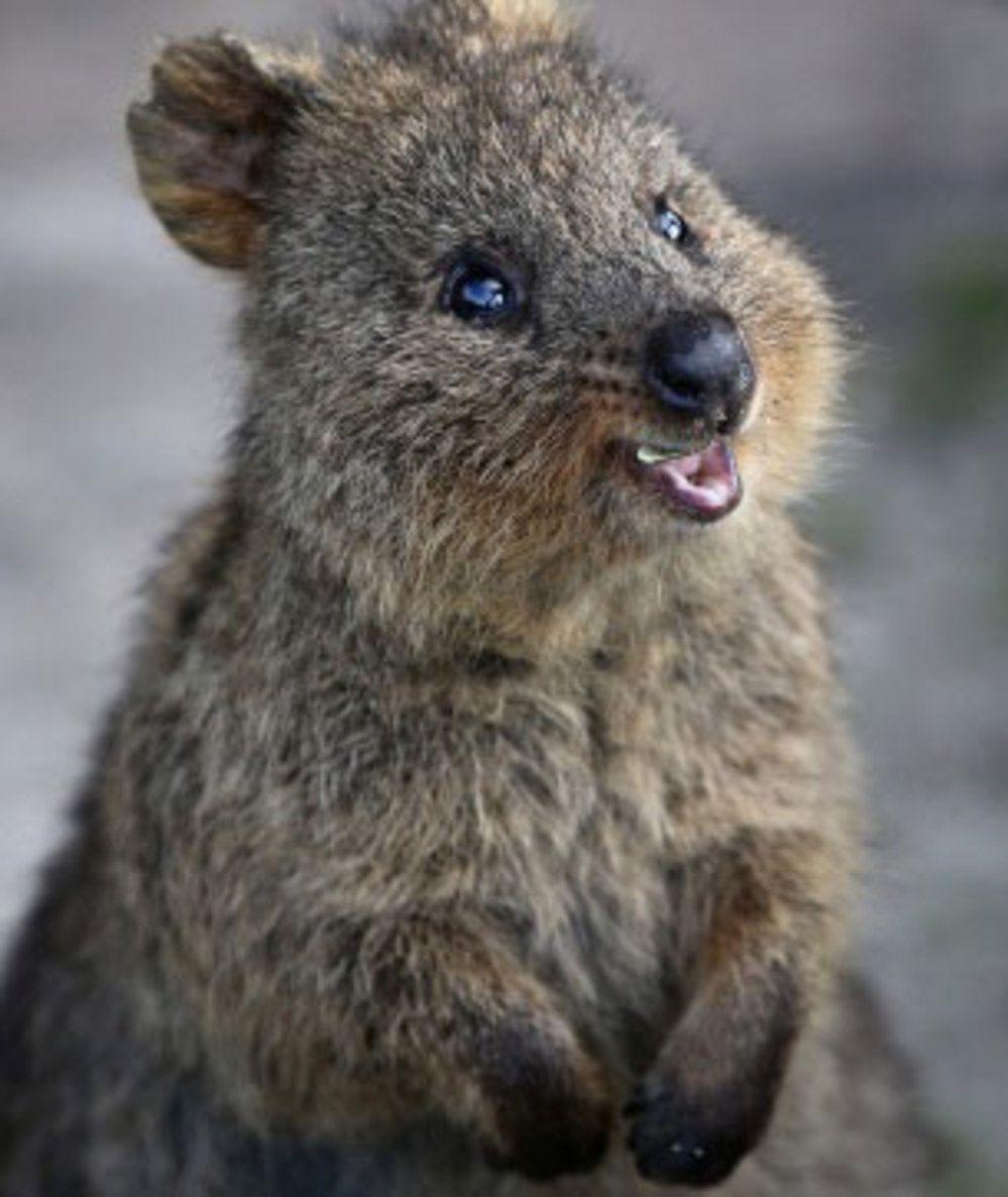 Quokka Wallpapers - Top Free Quokka Backgrounds - WallpaperAccess