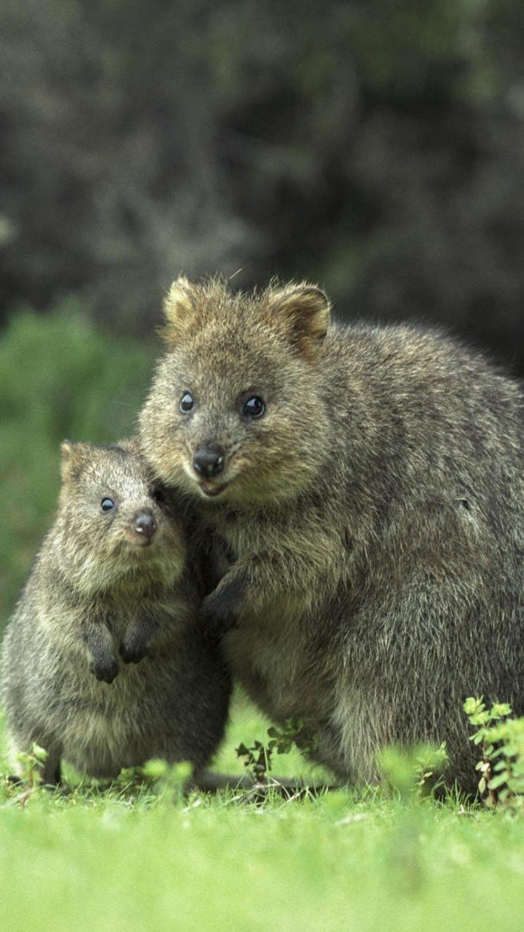 1080x1920 Quokka Wallpaper