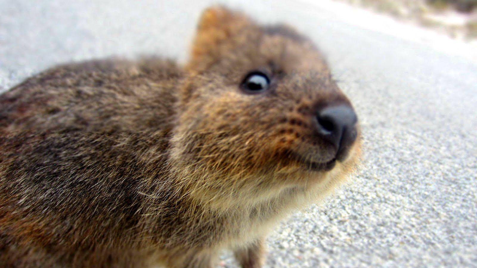 Quokka Wallpapers - Top Free Quokka Backgrounds - WallpaperAccess