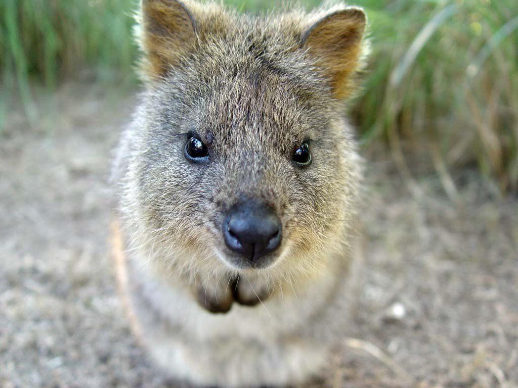 Quokka Wallpapers - Top Free Quokka Backgrounds - Wallpaperaccess