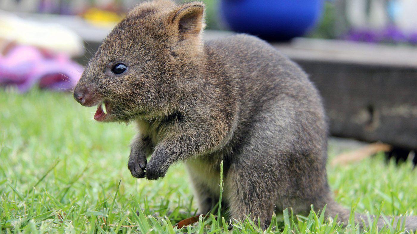 1400x787 Quokka Wallpaper