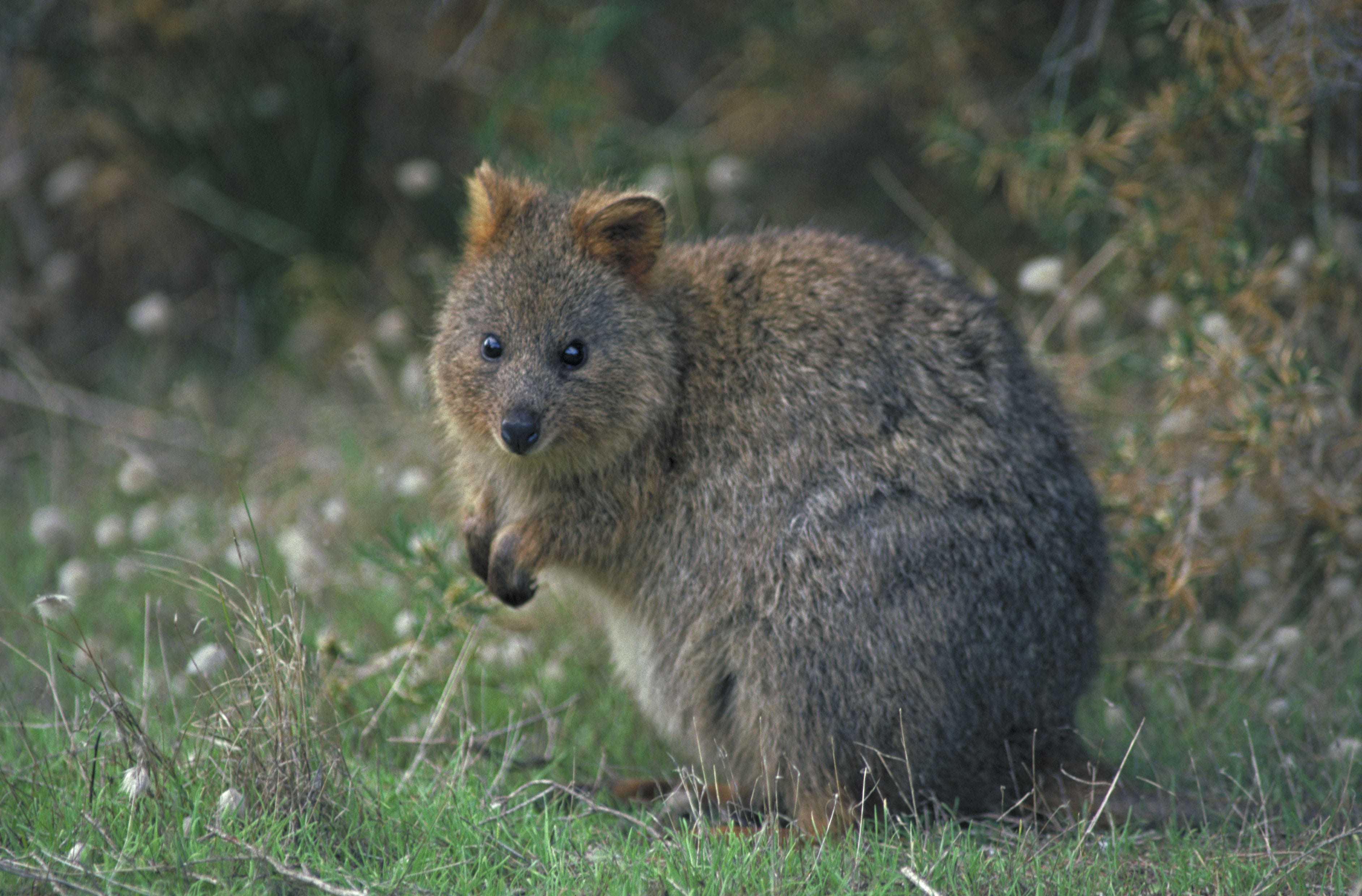 3768x2480 Quokka Wallpaper HD