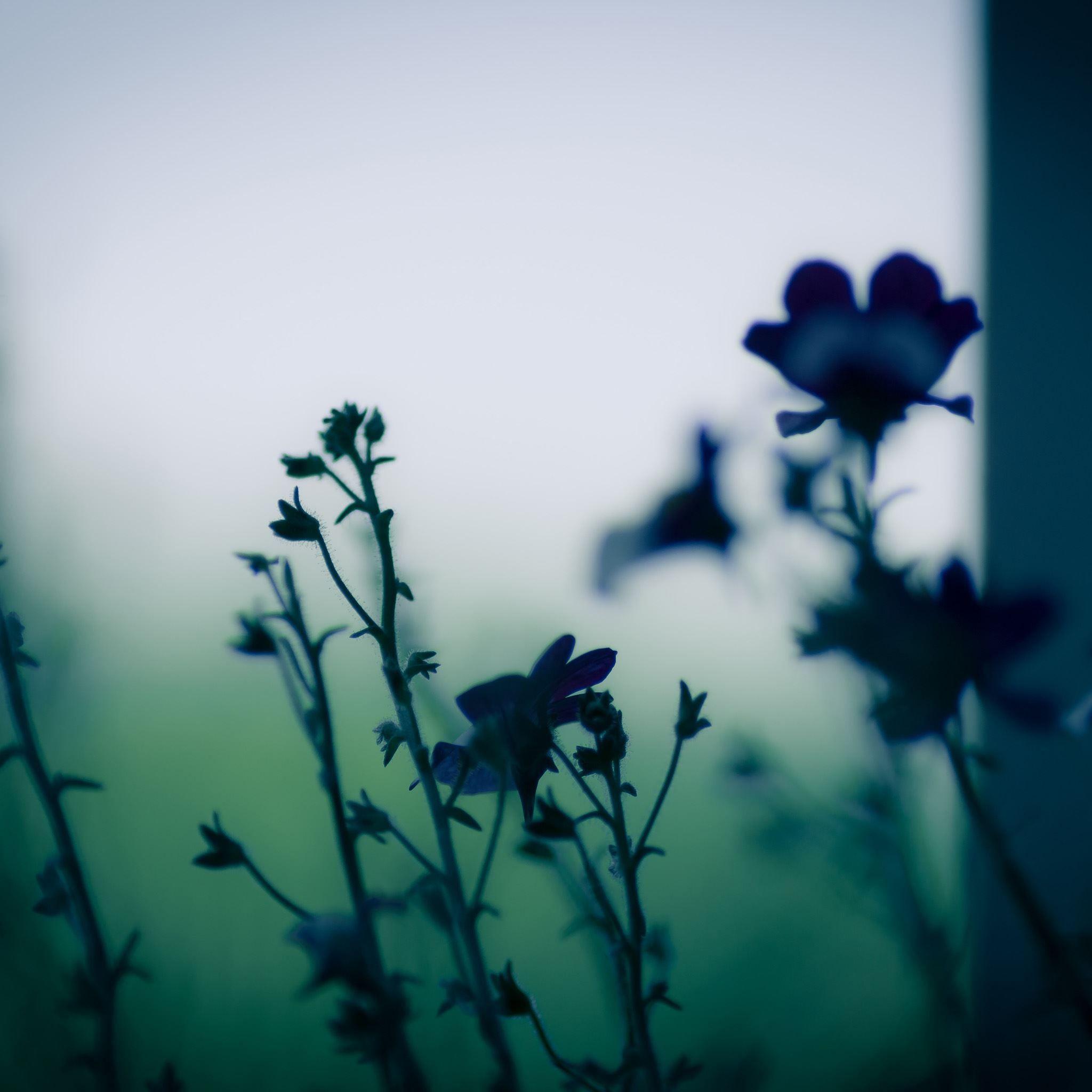 2048x2048 Dark Flower Plant Branch Blur iPad Air Wallpaper Free Download