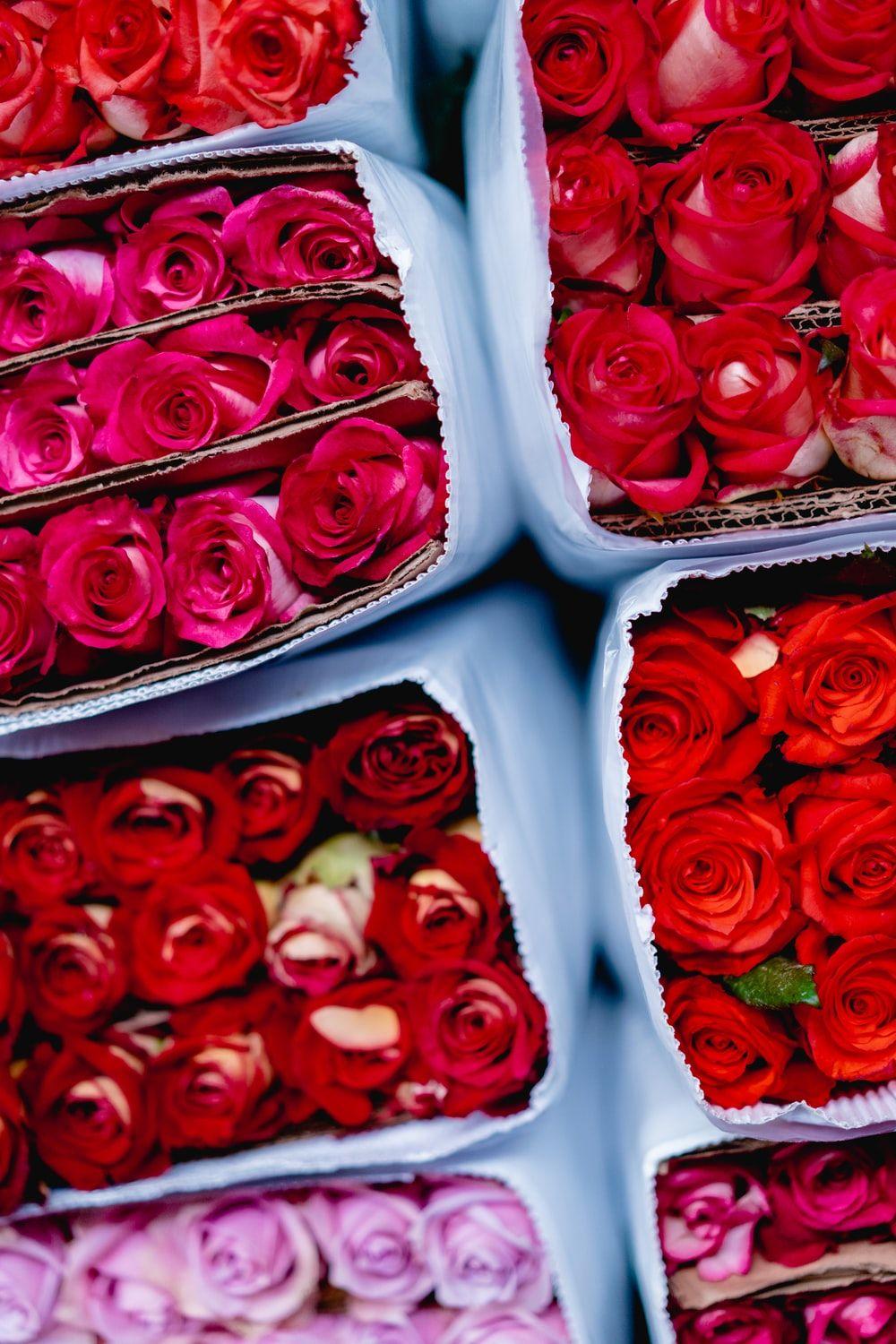 Dark Pink Roses Wallpapers Top Free Dark Pink Roses Backgrounds