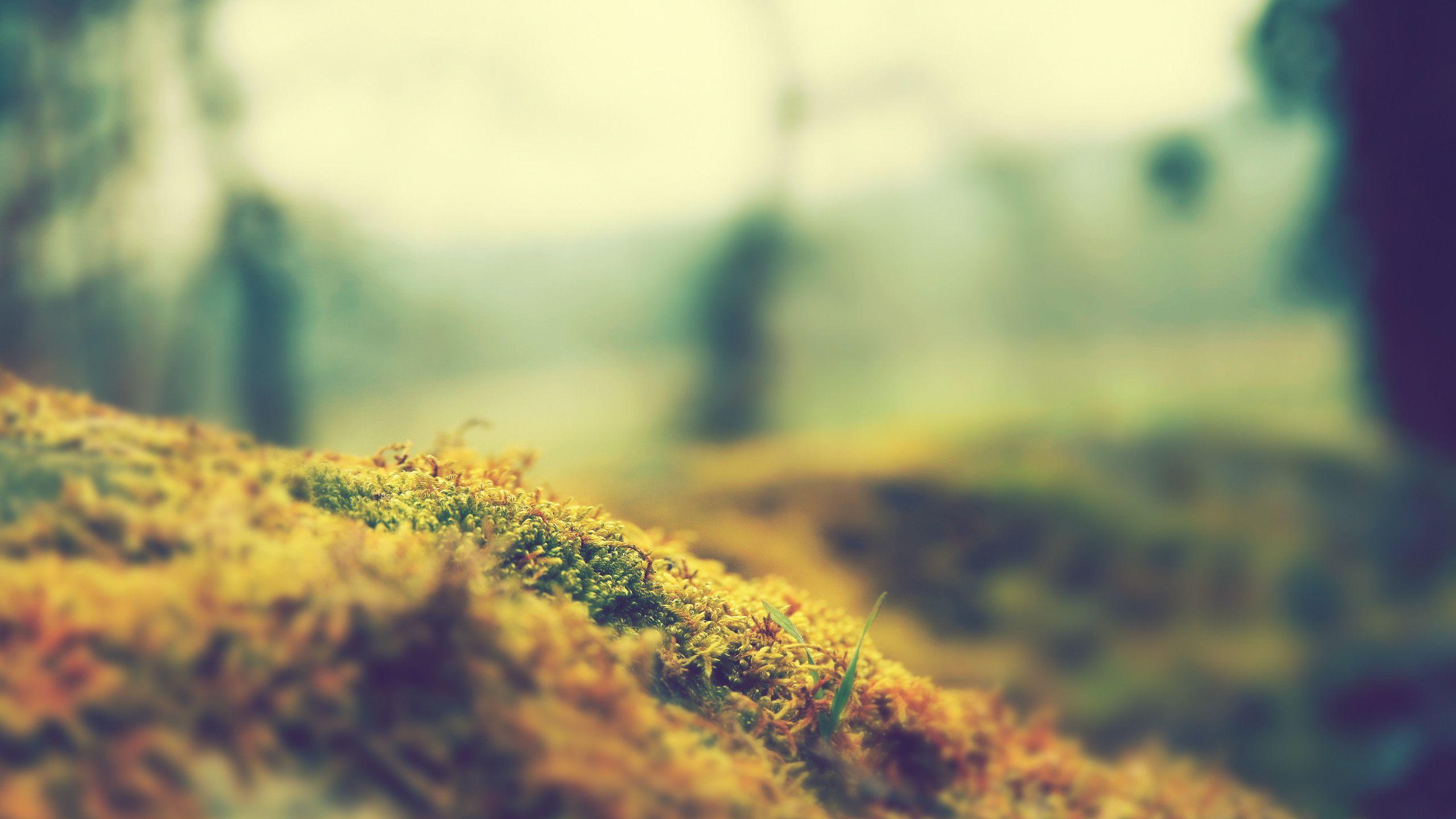 2560x1440 HD Blur Wallpaper