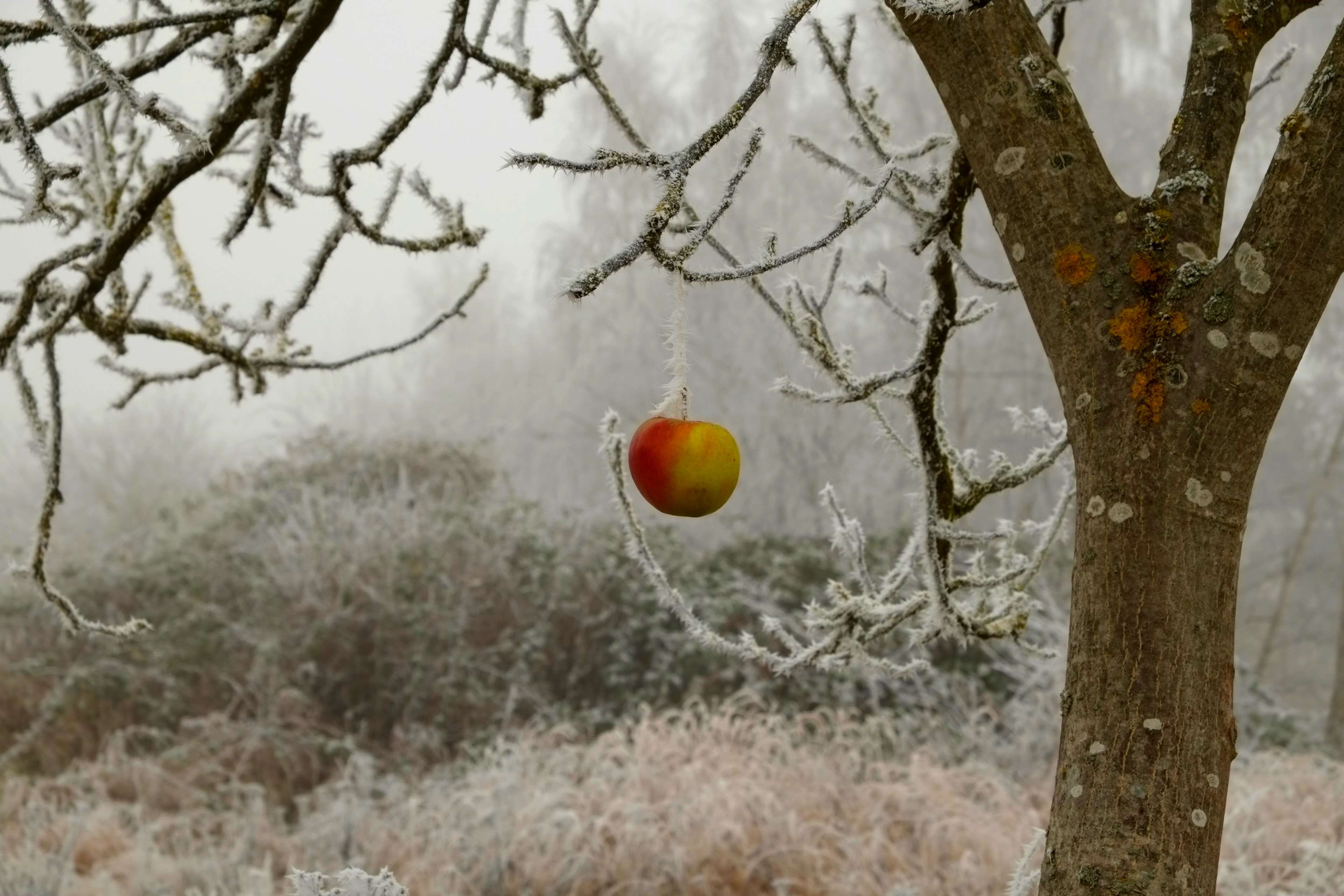 3840x2560 iced HD wallpaper, background
