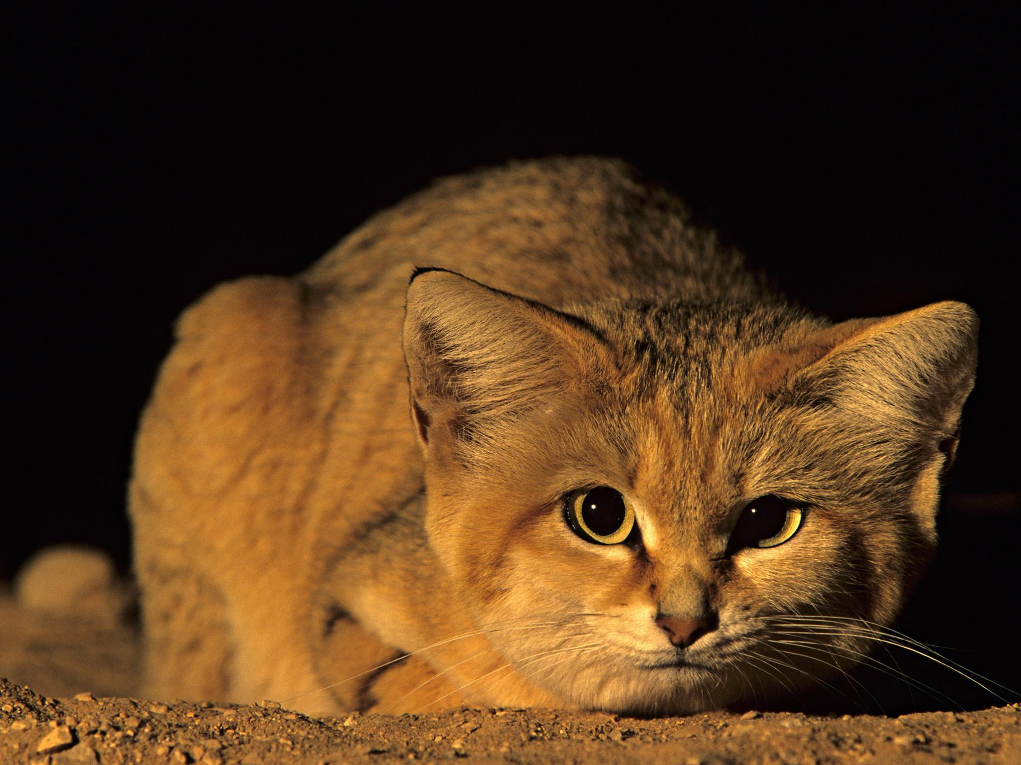 Sand Cat Wallpapers Top Free Sand Cat Backgrounds WallpaperAccess