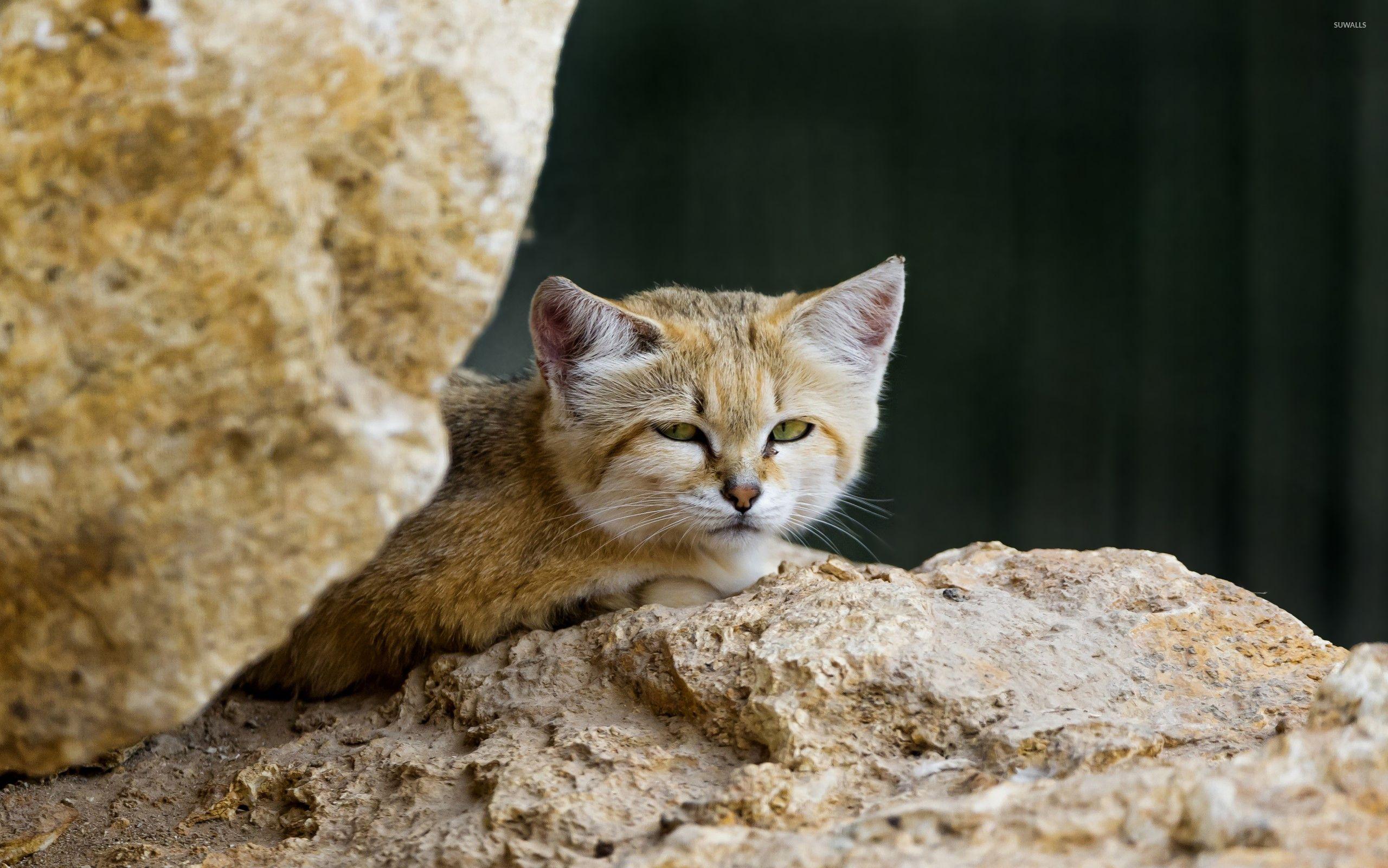 Sand Cat Wallpapers - Top Free Sand Cat Backgrounds - WallpaperAccess