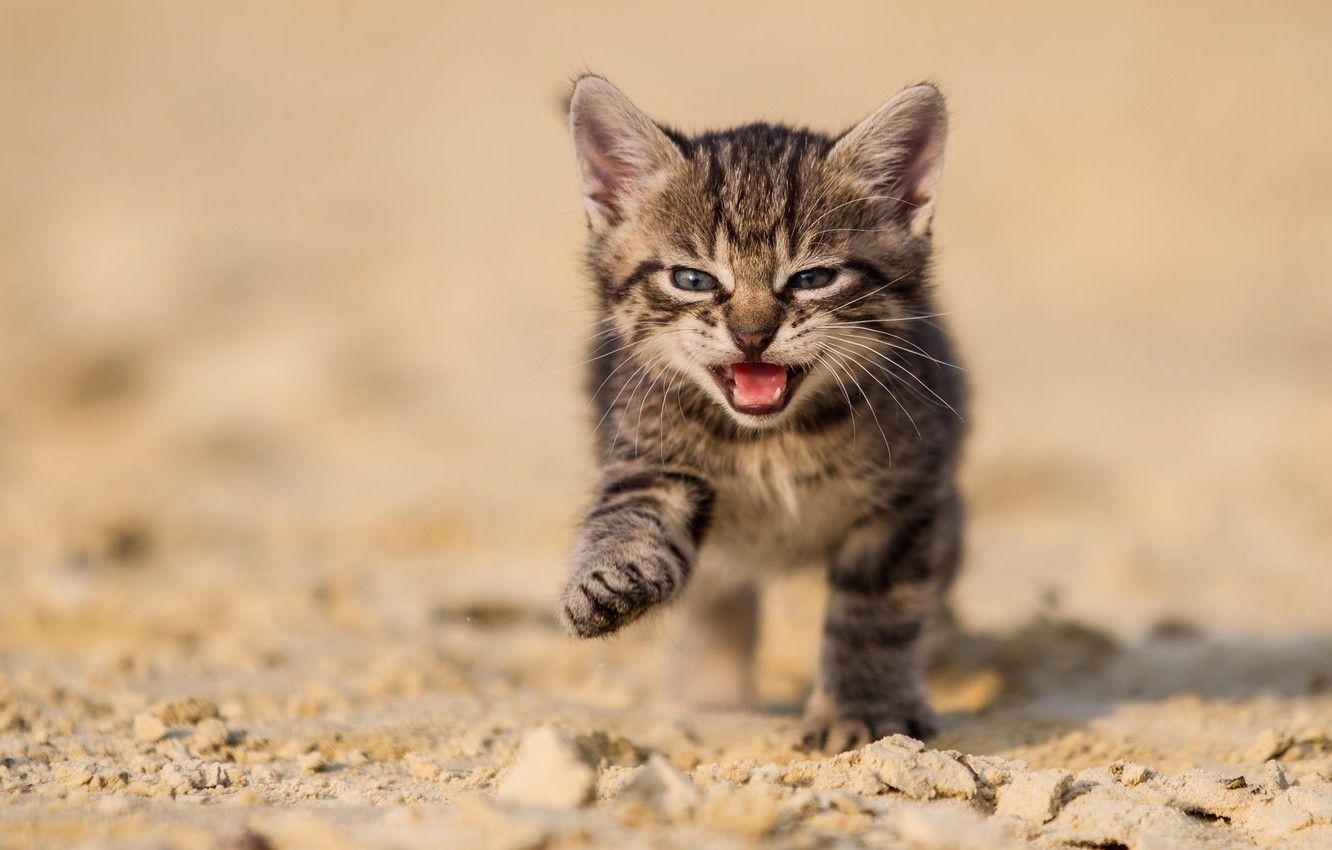 1332x850 Wallpaper sand, cat, nature, kitty, grey, earth image for desktop, section кошки