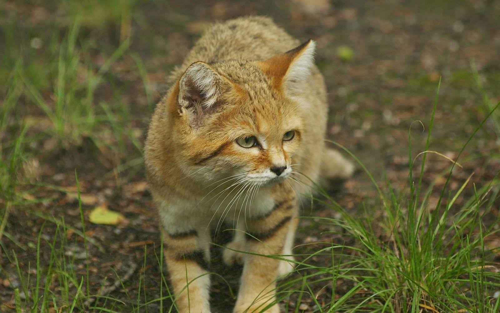 1600x1000 sand cat wallpaper for computer. sand cat. Tokkoro.com Amazing HD Wallpaper