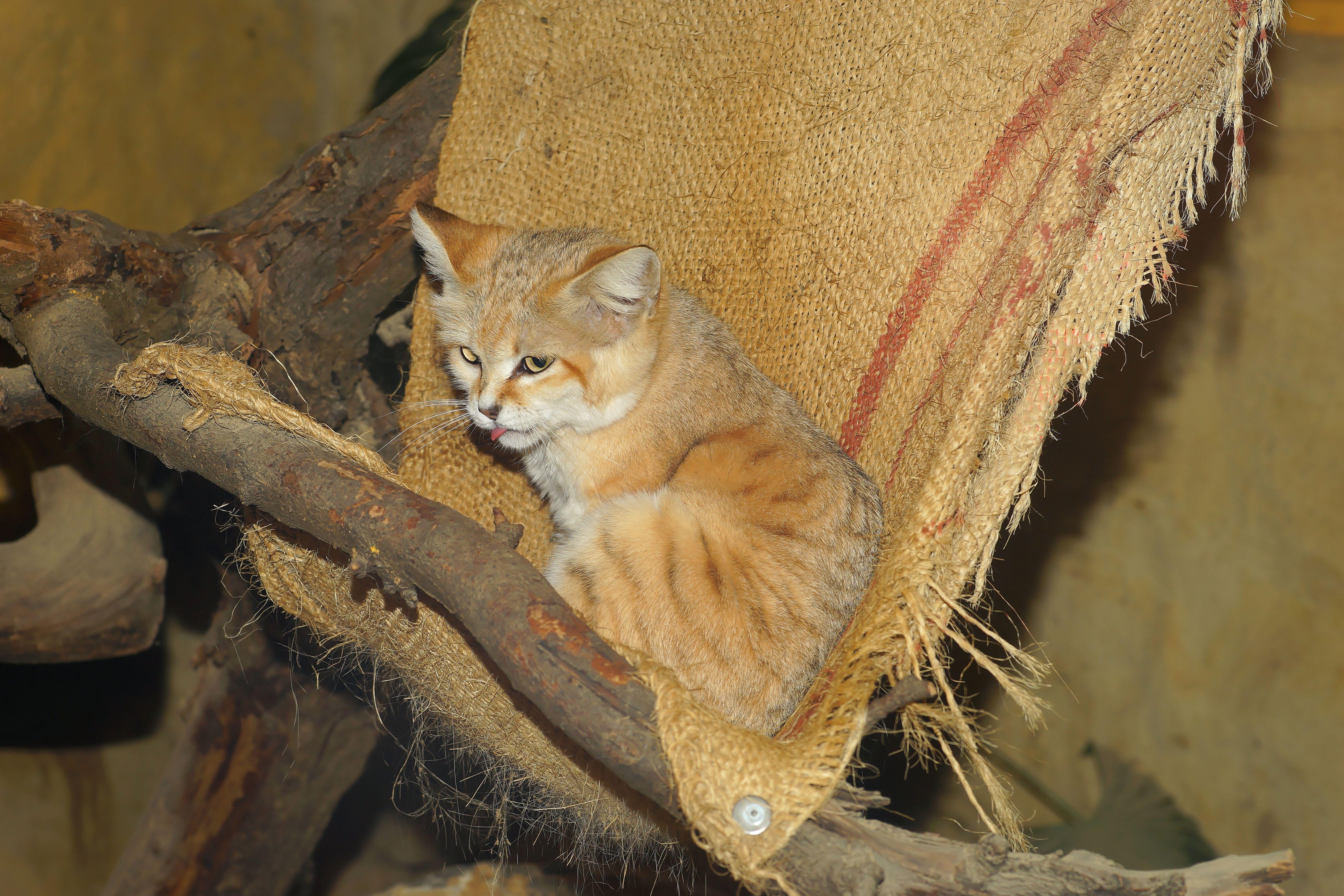 6000x4000 Sand Cat Wallpaper