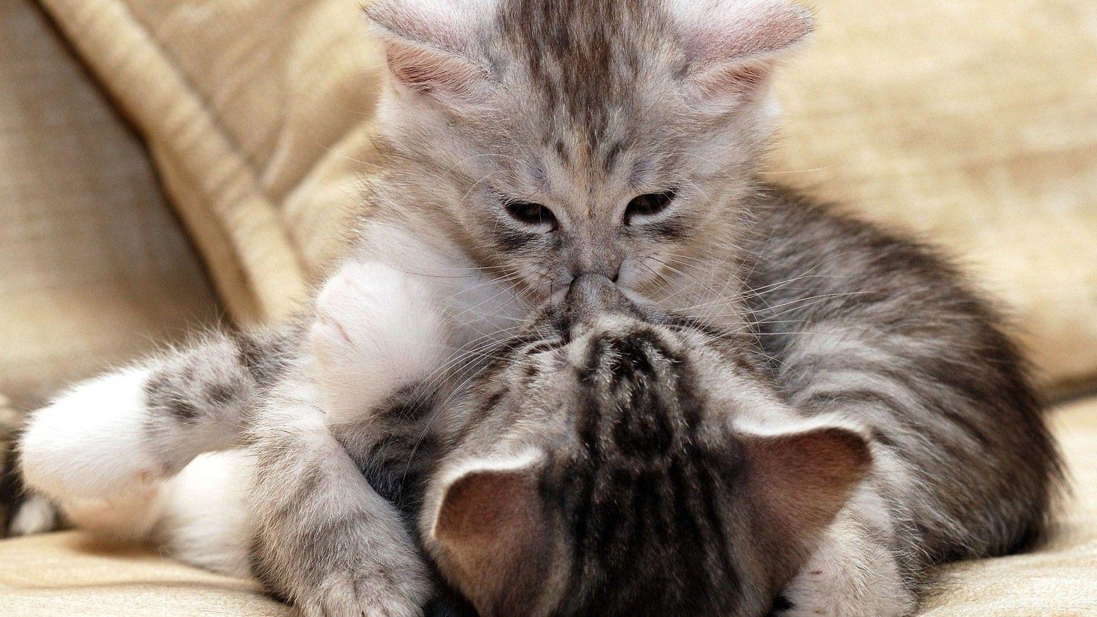 Persian kittens couple, persian, cat, kitten, couple, sweet, HD wallpaper |  Peakpx