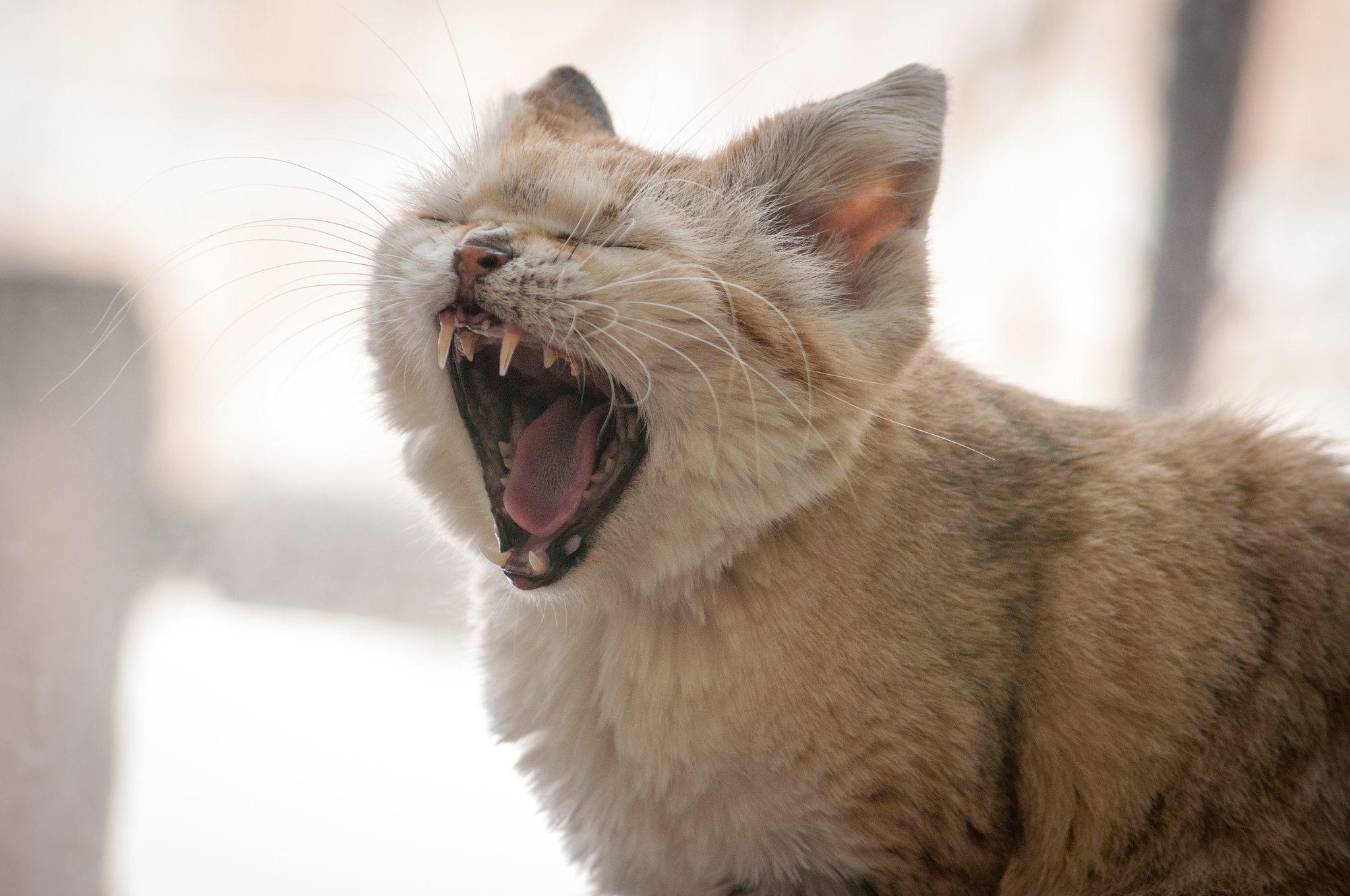 2048x1360 Sand cat Pussycat yawn wallpaperx1360