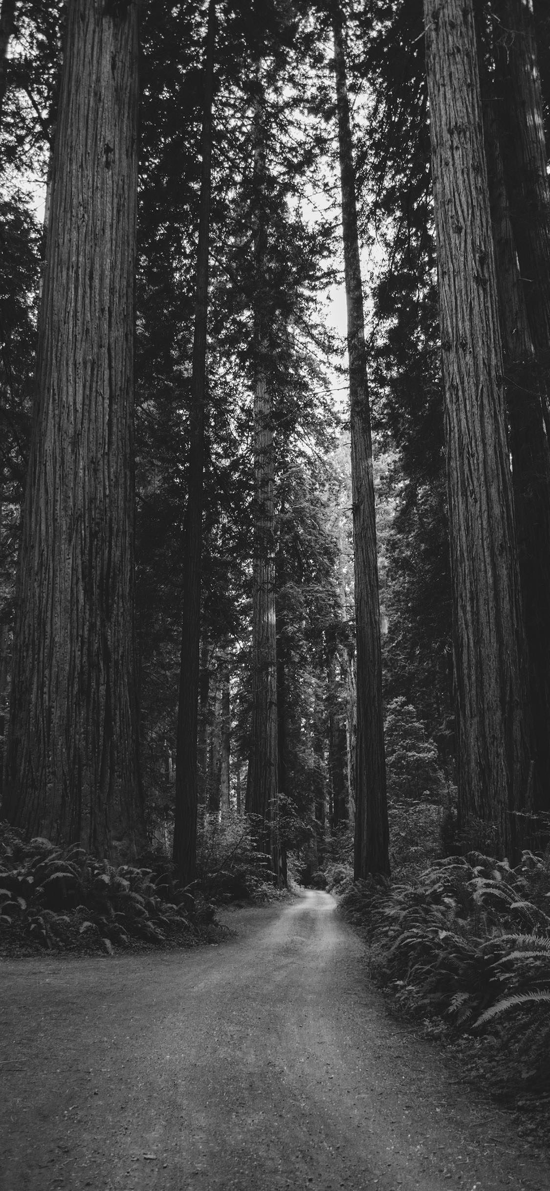 1125x2436 Black And White iPhone HD Wallpaper