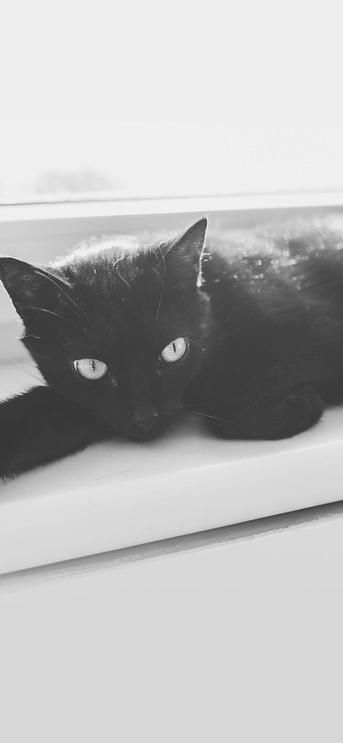1125x2436 Cute Black Cat Apple Iphone X Wallpaper IPhone X & X2 Wallpaper