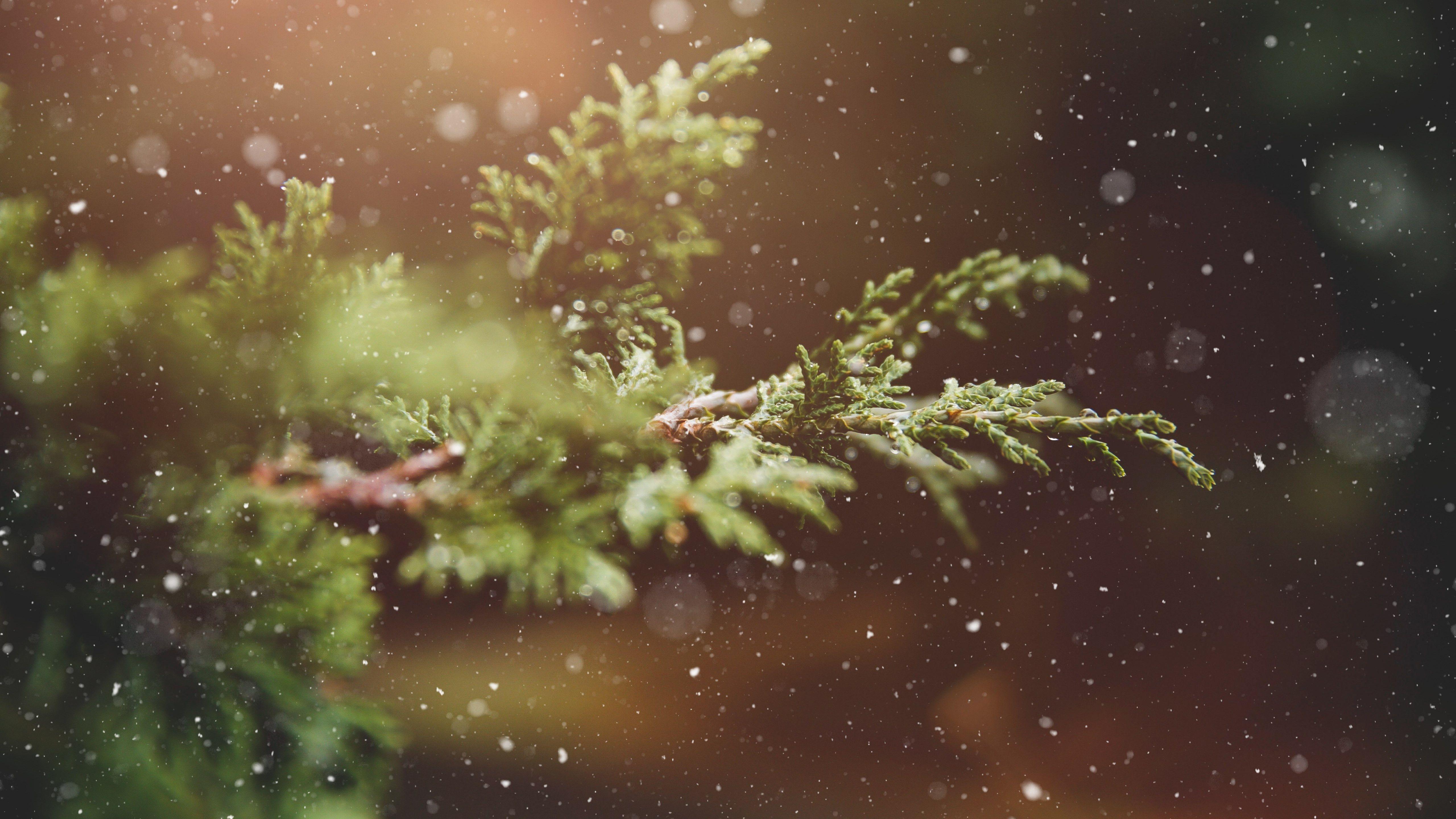 5120x2880 Download wallpaper: Snowflakes over the pine branch 5120x2880