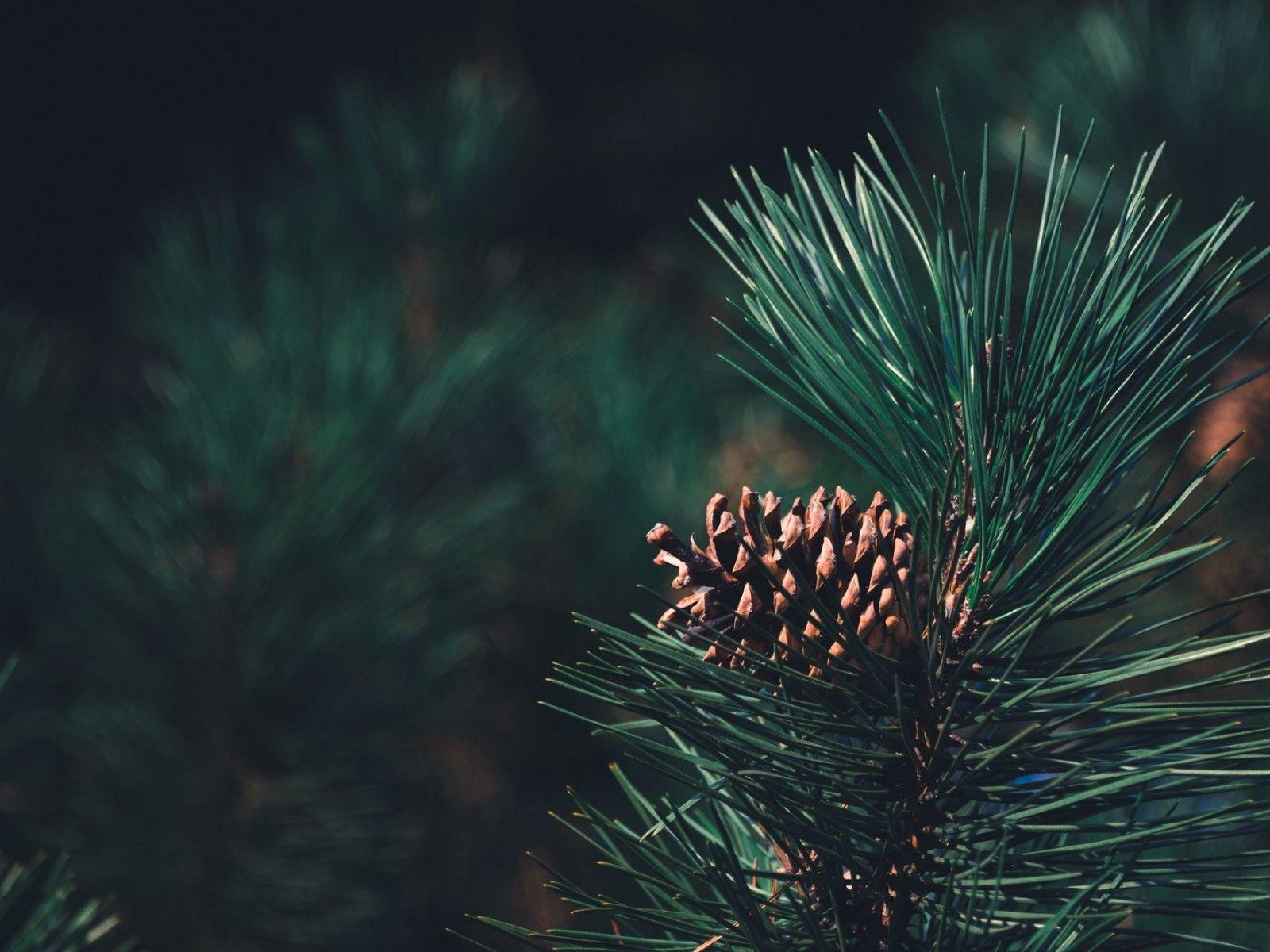 1600x1200 Pine branch HD Wallpaper 1600x1200