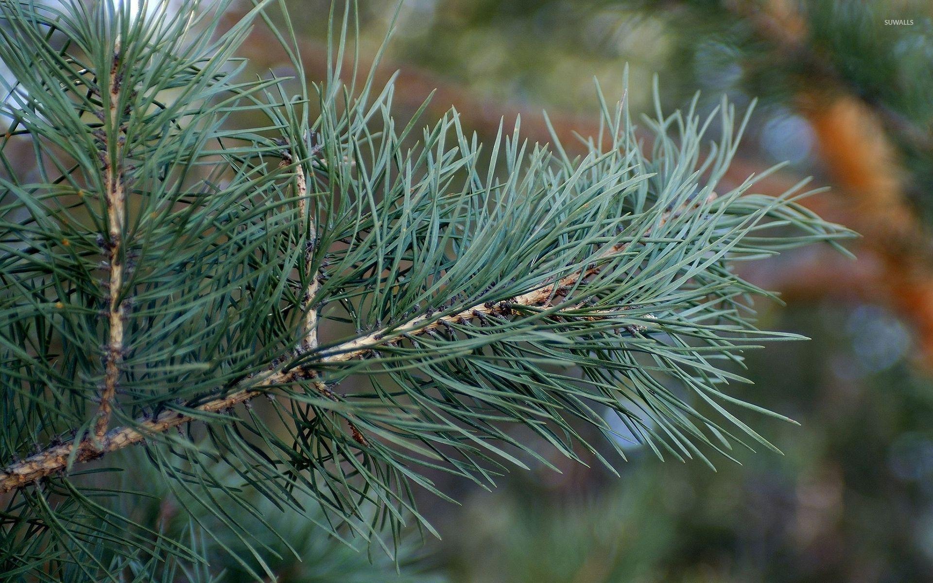 Pine Branch Wallpapers - Top Free Pine Branch Backgrounds - WallpaperAccess