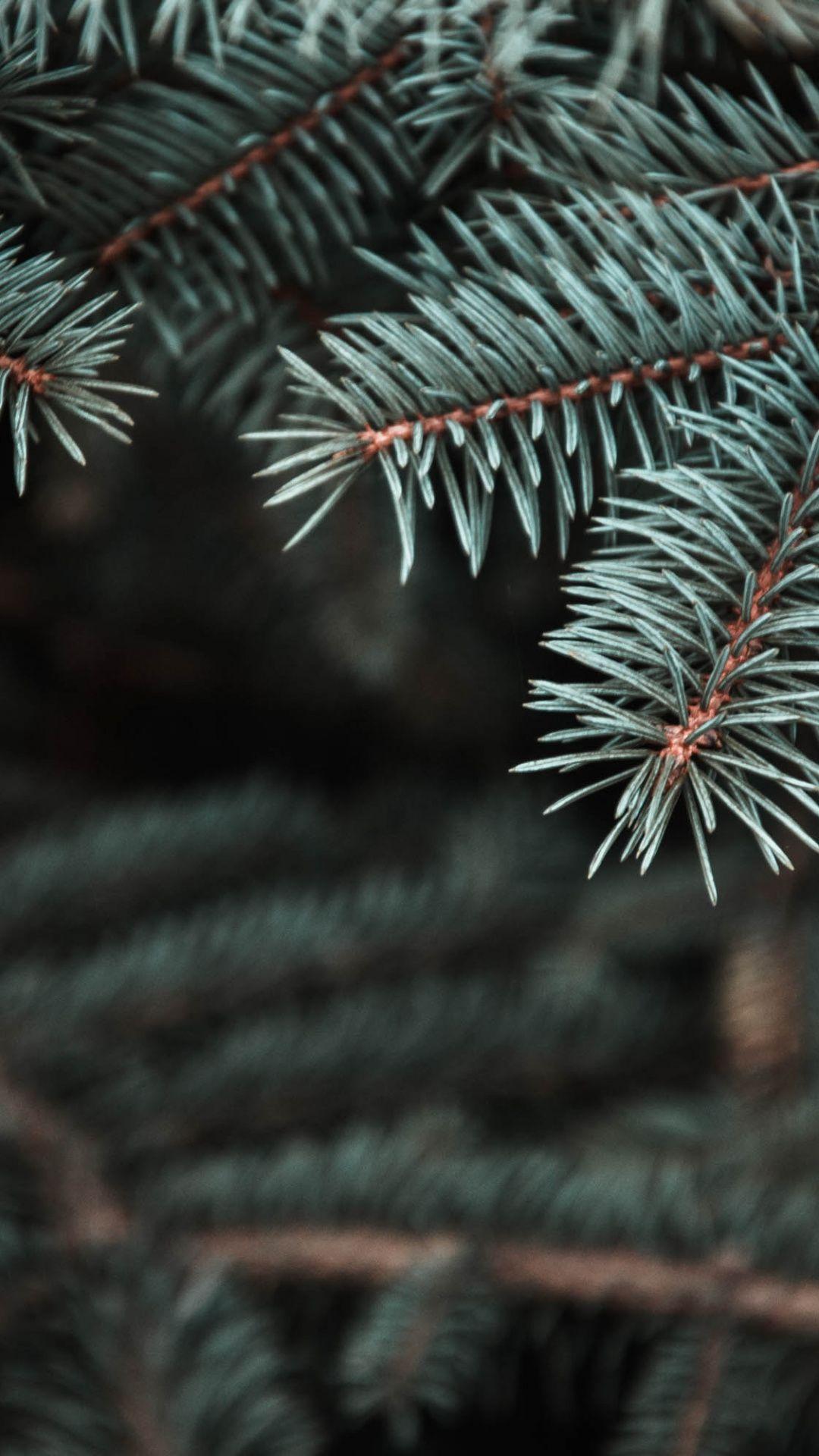 1080x1920 Wallpaper tree, nature, fir, conifer cone, branch. Fir, Tree wallpaper, Tree