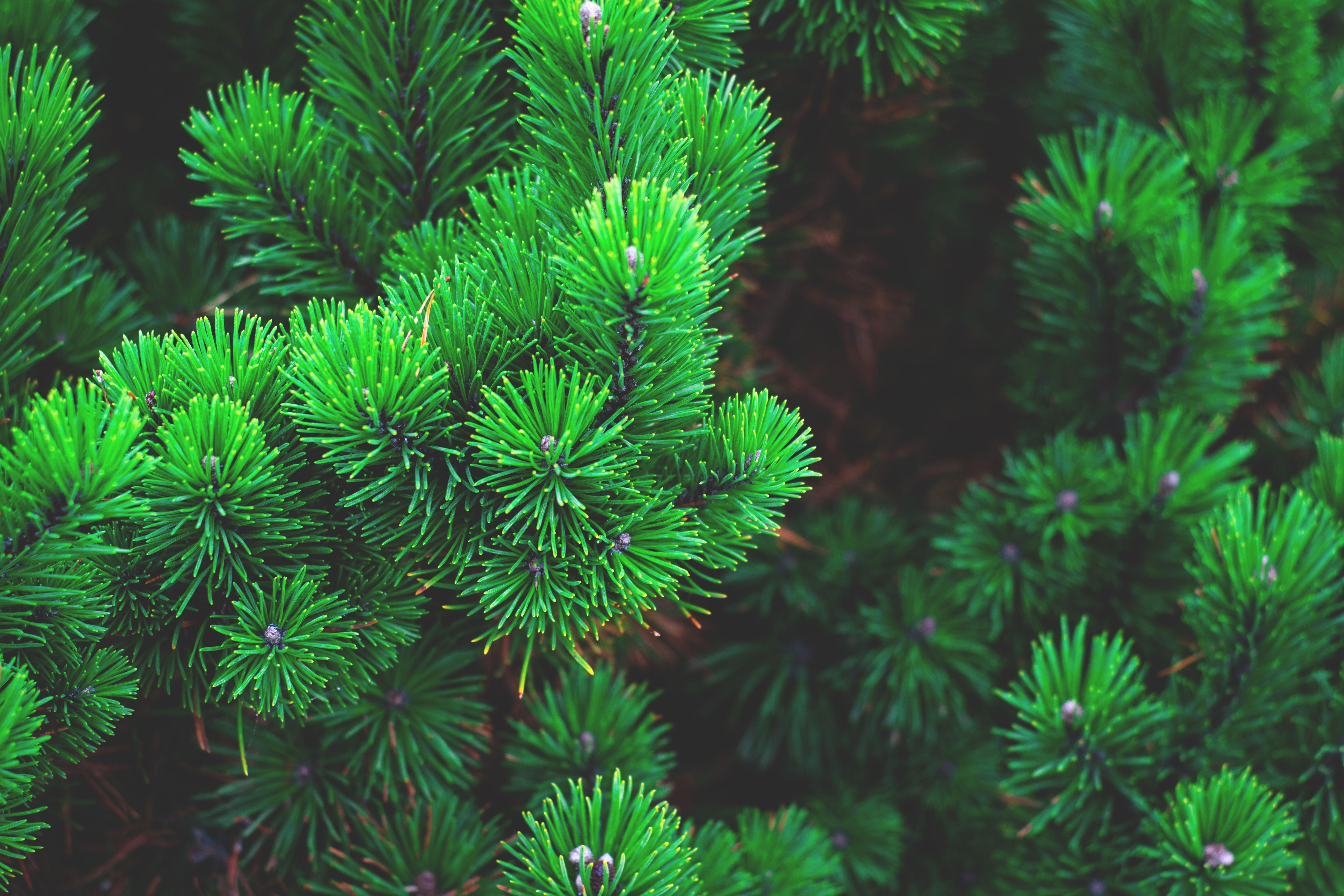 6000x4000 Download wallpaper 6000x4000 pine, branches, thorns HD background