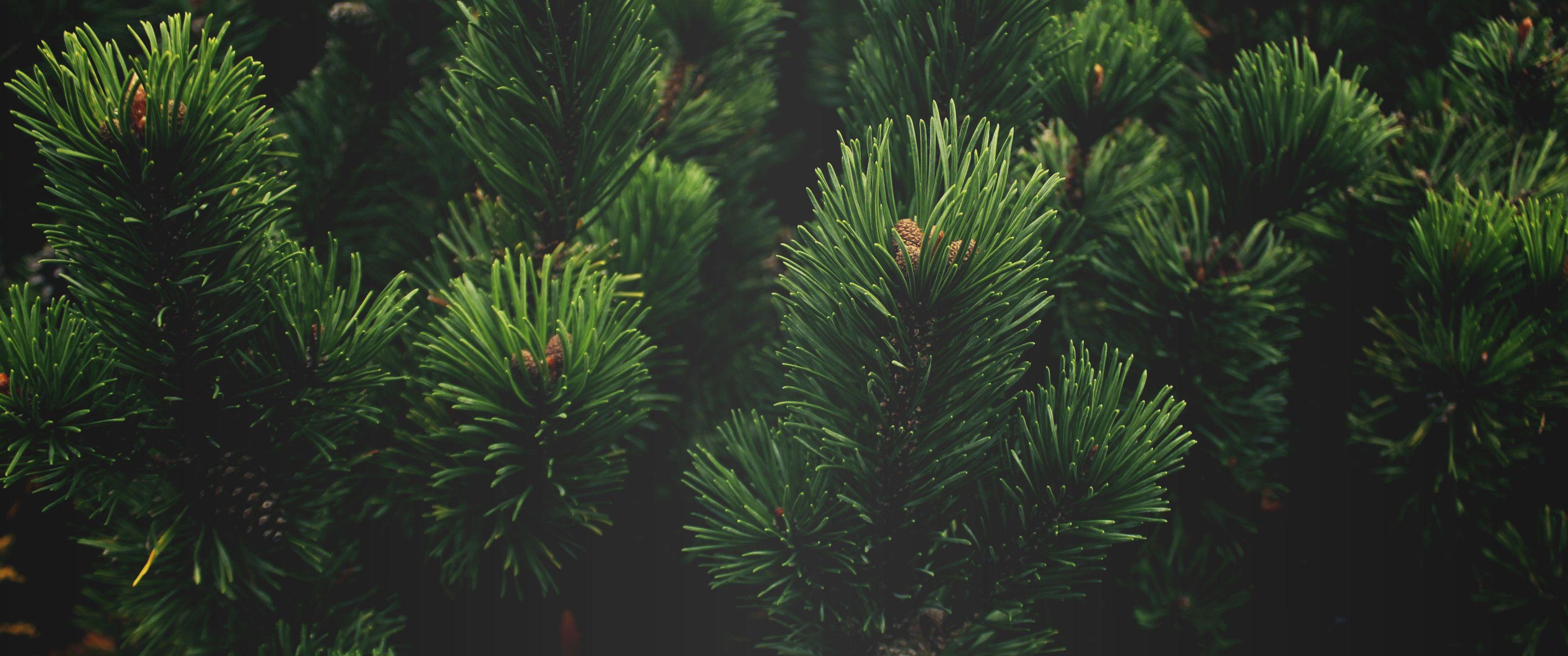 3440x1440 Branches of Pine Trees 3440x1440 Ultra WQHD