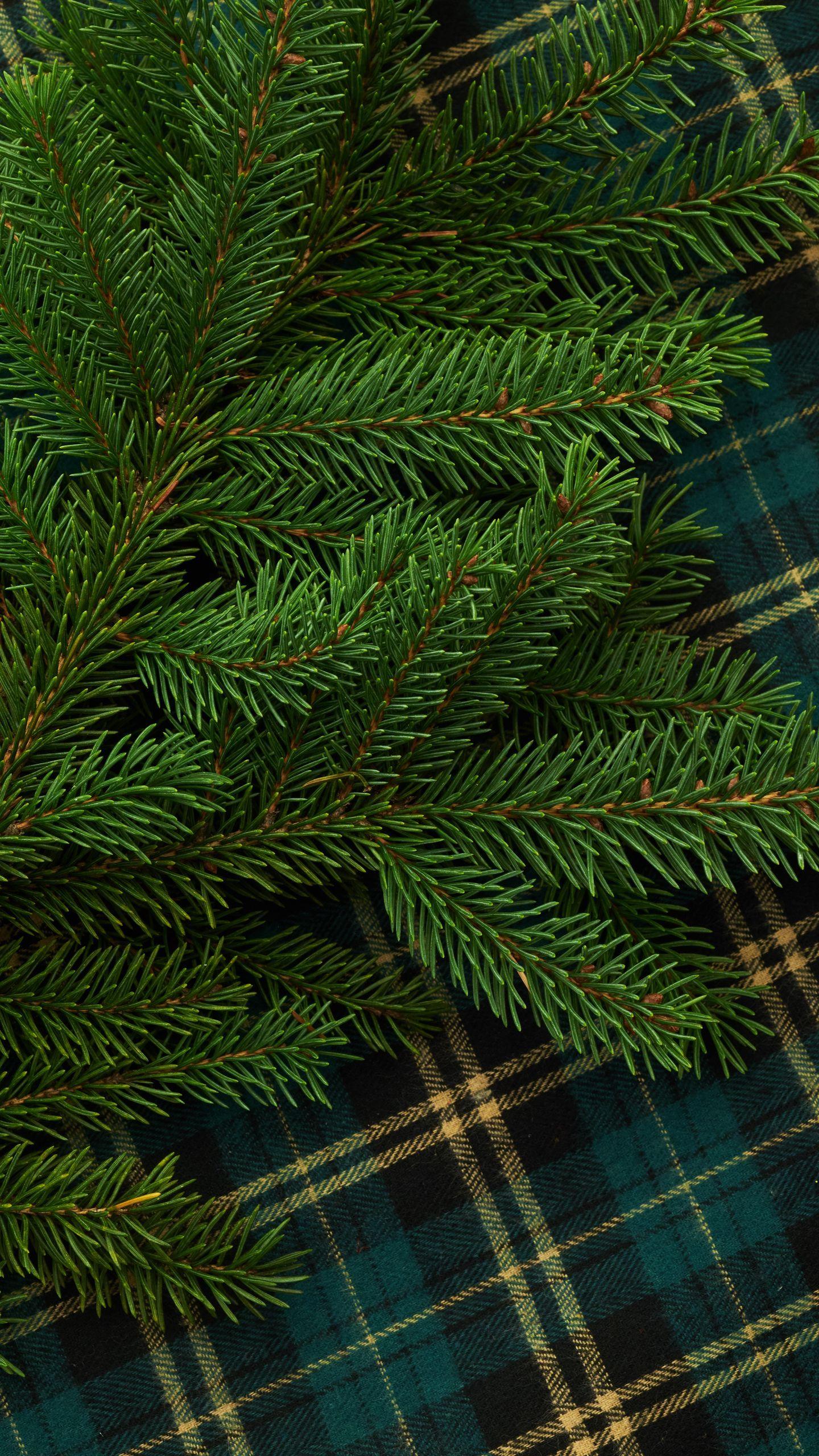 1440x2560 Download wallpaper 1440x2560 pine, branch, needles, green qhd samsung galaxy s s edge, note, lg g4 HD background