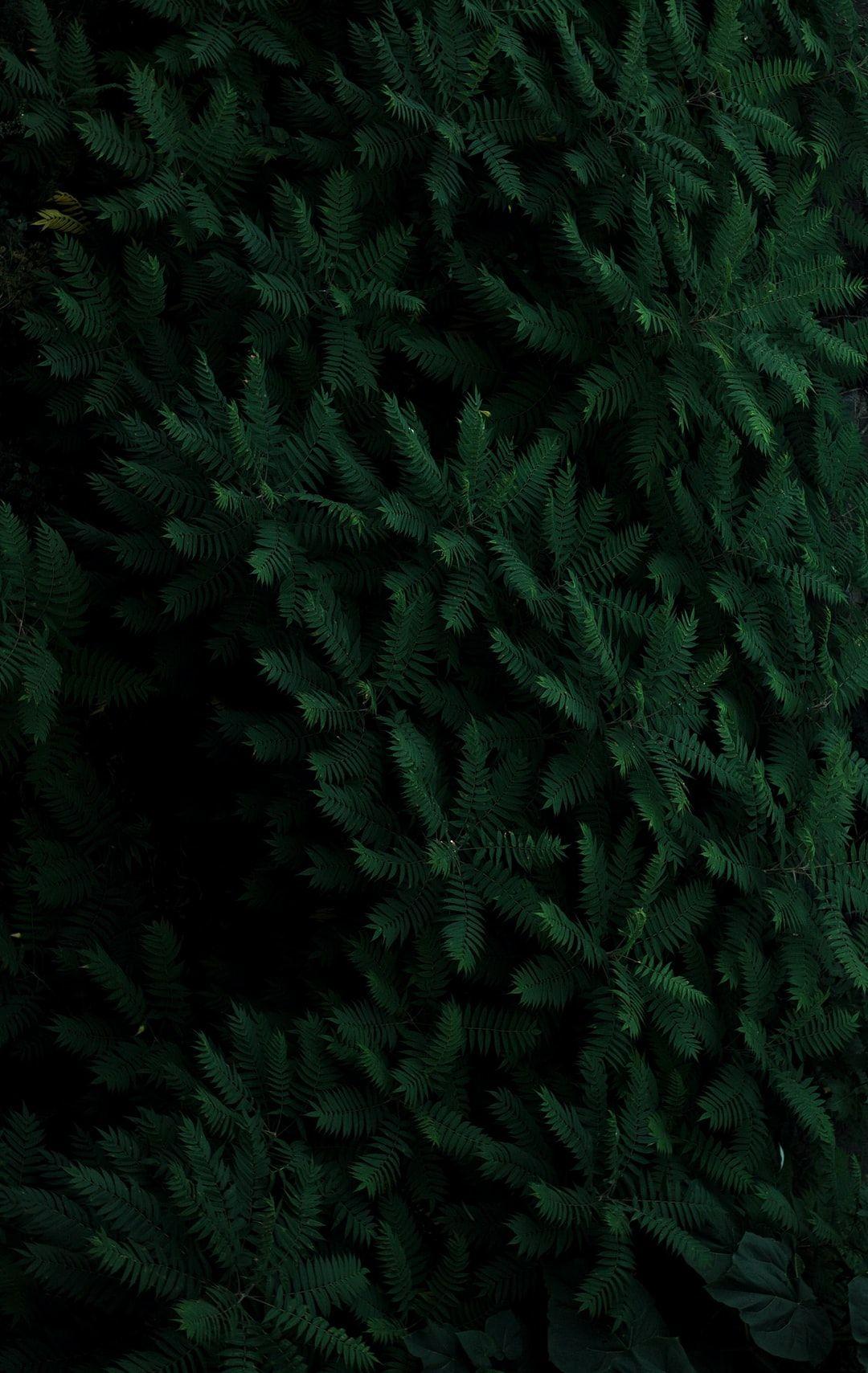 1080x1709 Pine Needles Picture. Download Free Image