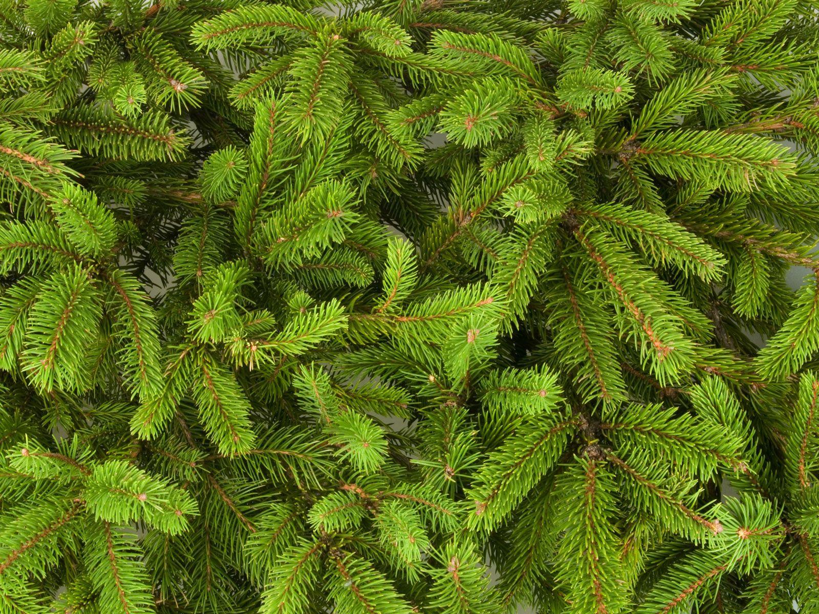 1600x1200 Pine Background. Darkspine Sonic Wallpaper, Frosty Pine Needles Wallpaper and Wallpaper Pine Wreath