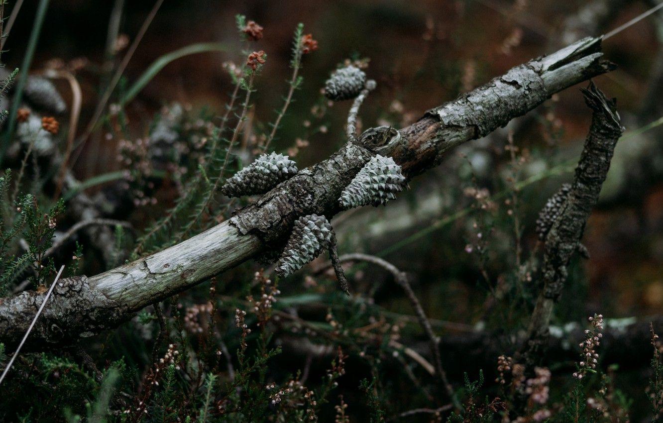 1332x850 Wallpaper grass, nature, flowers, macro, plants, branch, cones, pine, blur effect, bark, dry, pine cones, tree branches, 4k uhd background, nature macro image for desktop, section макро