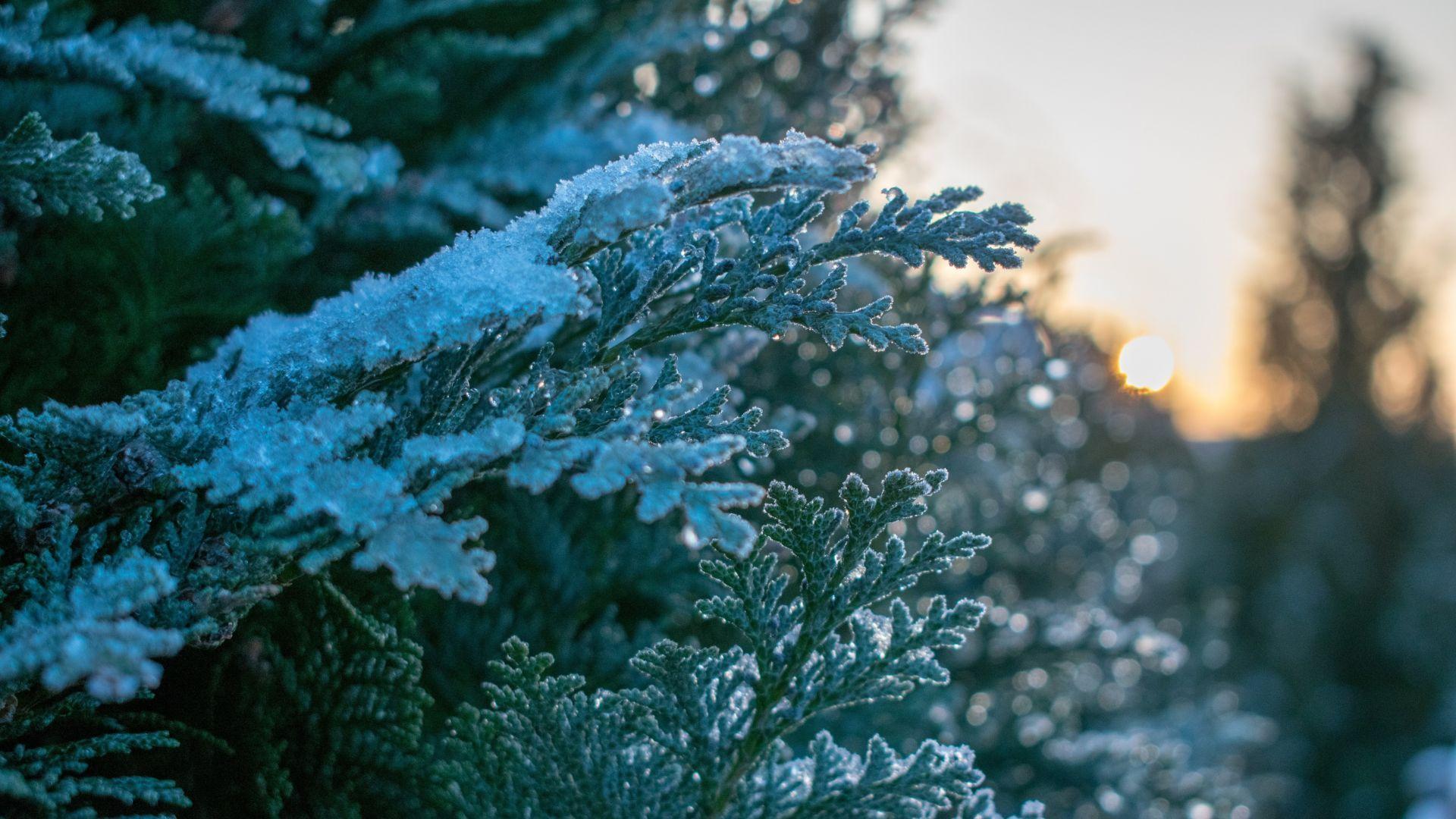 1920x1080 Desktop wallpaper snowfrost, winter, pine, leaves, tree branches, nature, HD image, picture, background, 9eeaa3