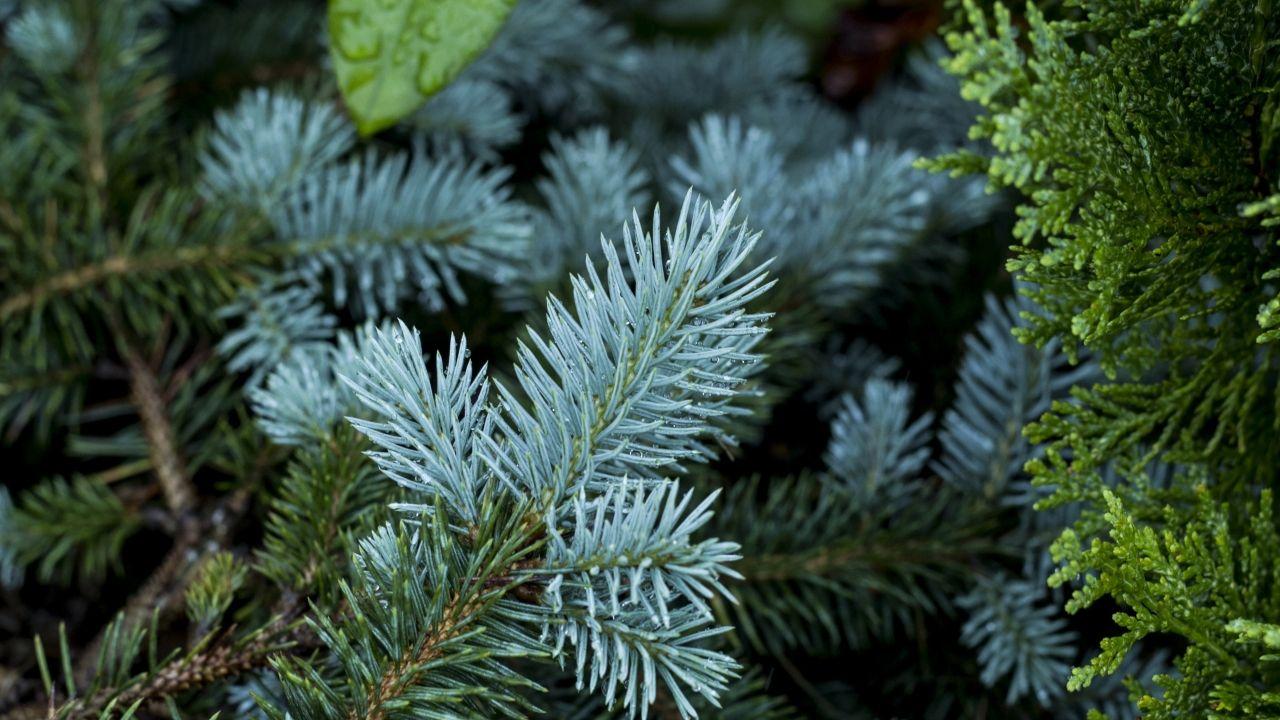 1280x720 pine, branch, thorny 720P Wallpaper, HD Nature 4K Wallpaper, Image, Photo and Background