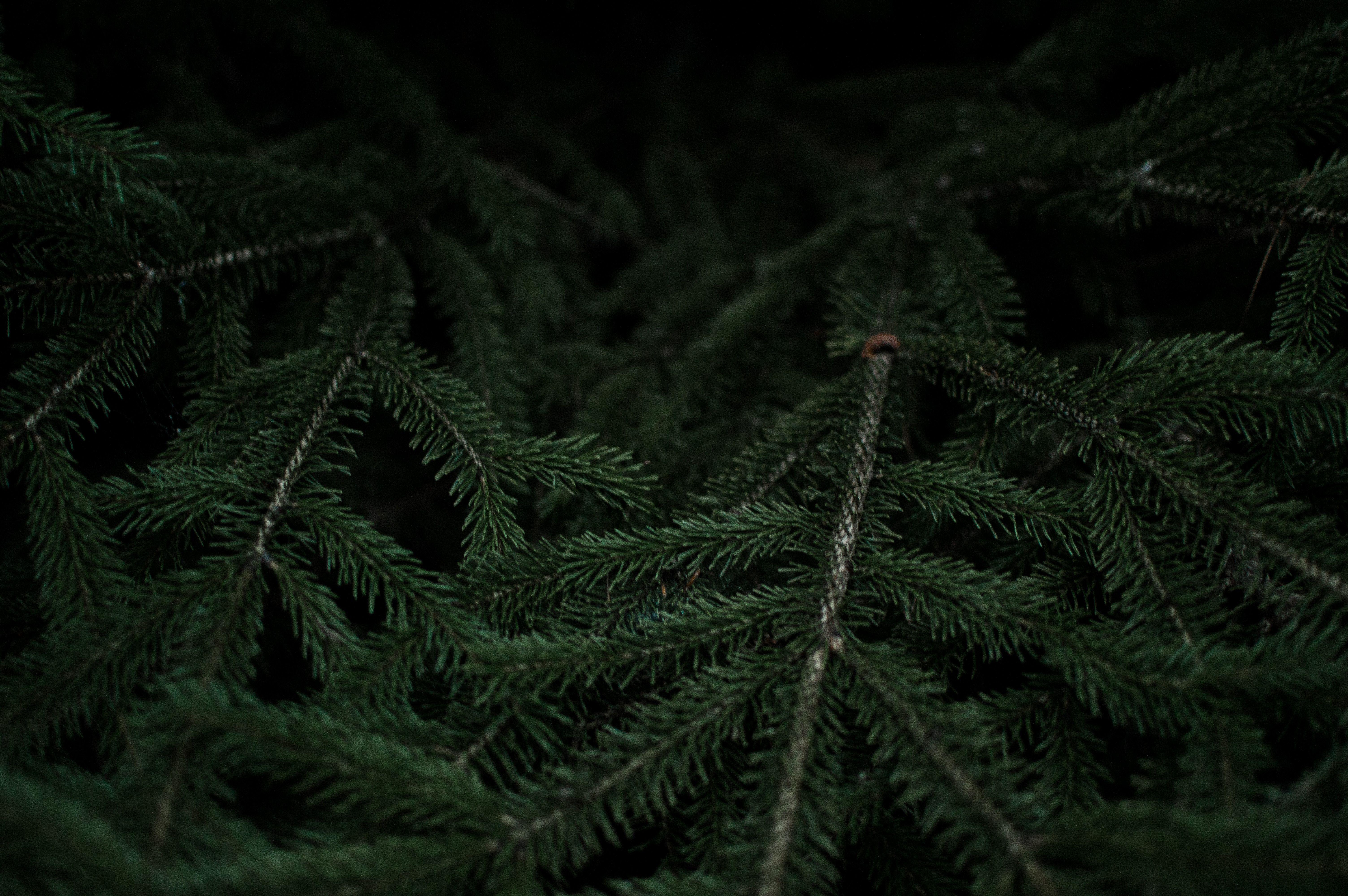 6016x4000 6016x4000 #evergreen, #wood, #green, #nature, #fir, #closeup, #tree, #branch, #pine branch, #pine needle, #moody, #foliage, #pine, #forest, #Creative Commons image, #black
