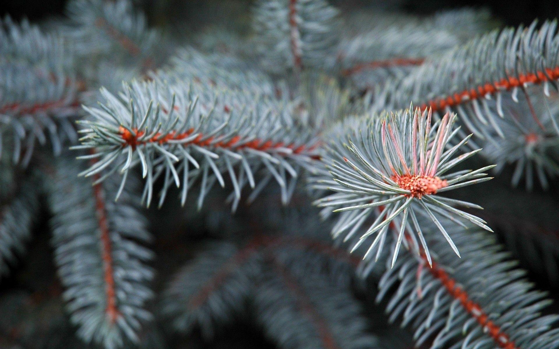 1920x1200 Pine Branch