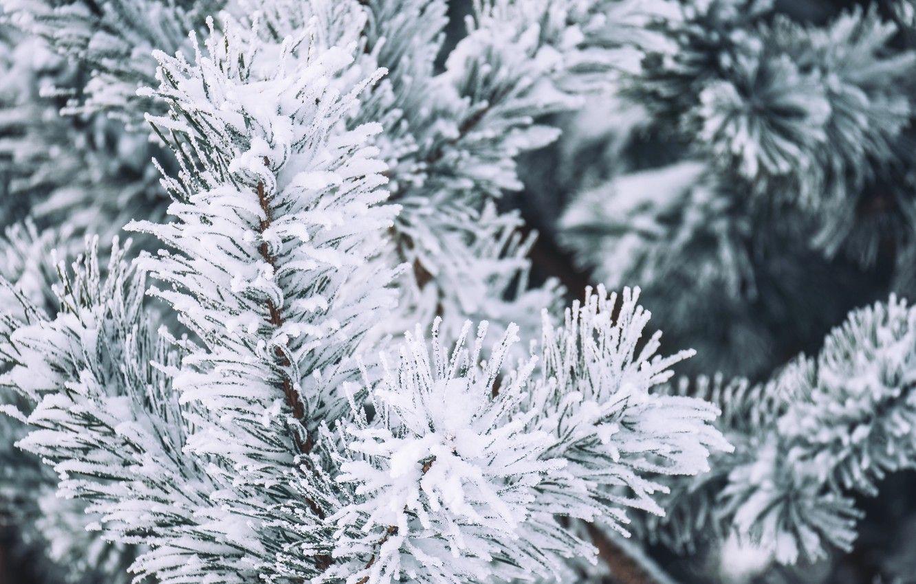 1332x850 Wallpaper winter, snow, macro, branch, pine, 4k ultra HD background image for desktop, section макро