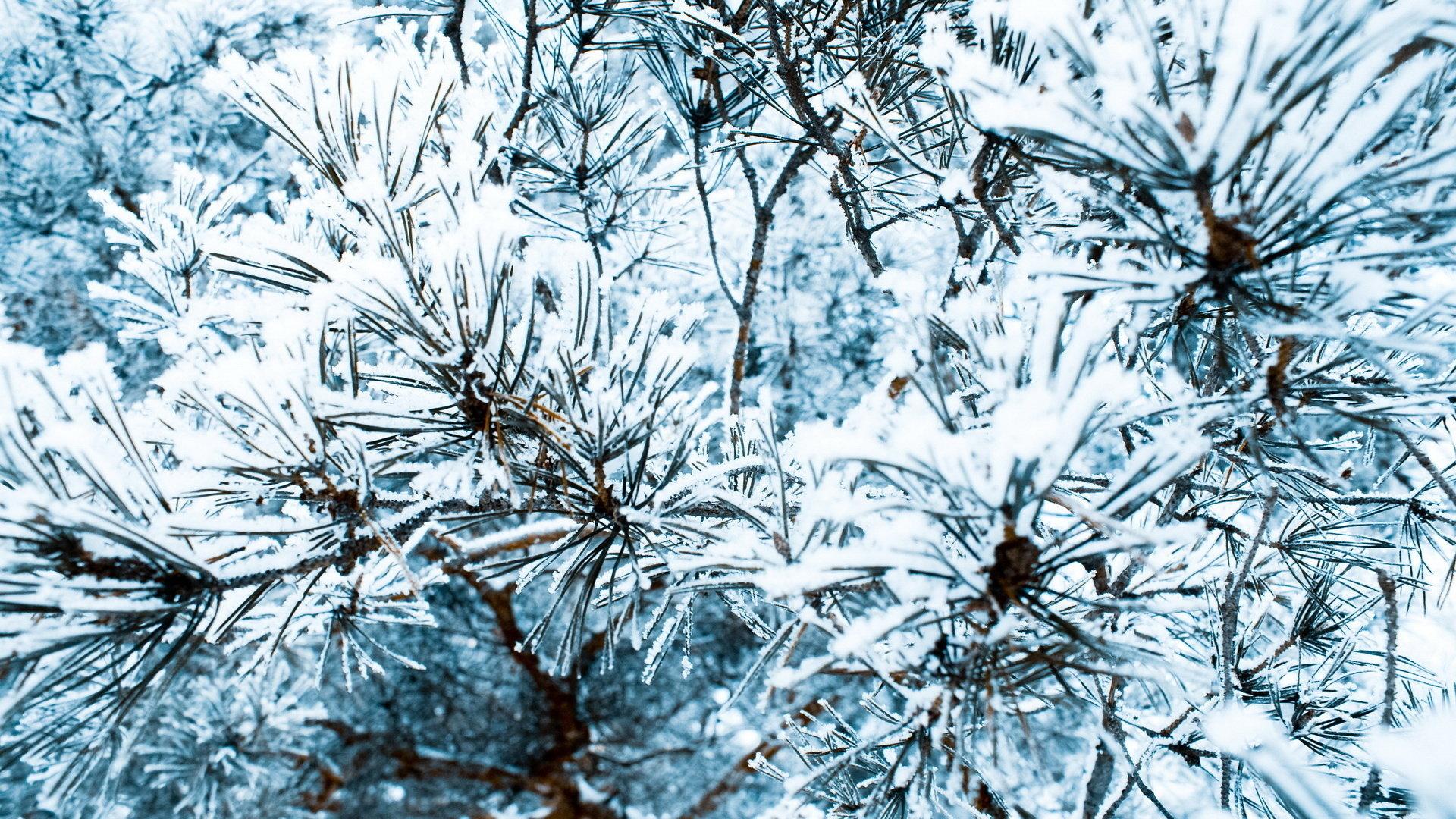1920x1080 Pine Tree wallpaper 1920x1080 Full HD (1080p) desktop background